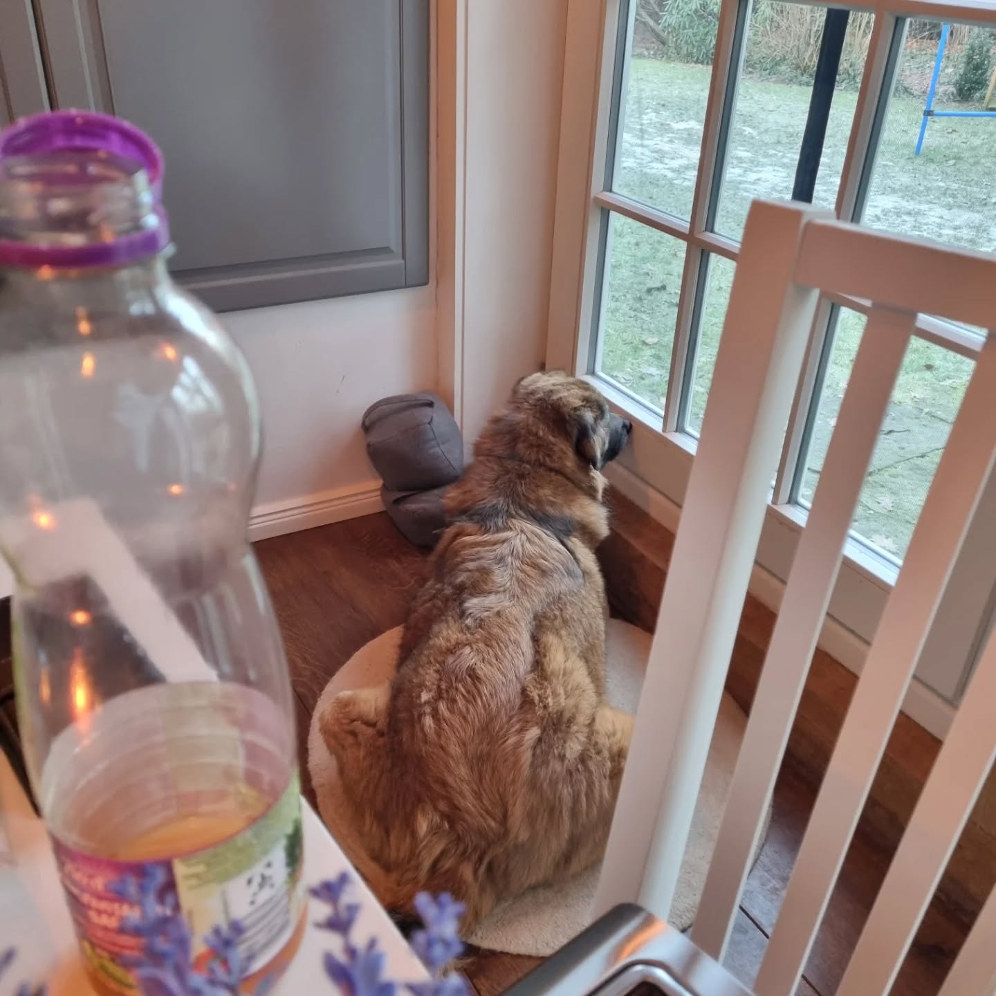 #lieblingsplatz Brownie und einer seiner Lieblingsplätze... Kopf wird schwer -> Nase abstützen? Wie süss bist Du denn?!? 🫠🤎❤️