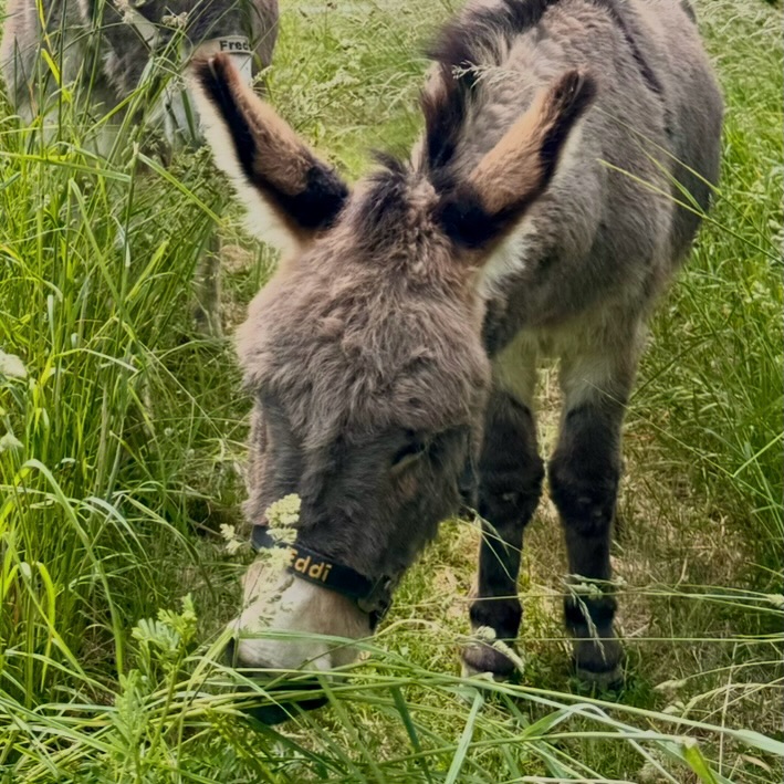 🤗
Weiter mit unserer Vorstellungsrunde!
🫏🩶 Ich bin Eddi 🥰, ein Esel-Wallach!
Geboren wurde ich am 24.05.2019.
Wahnsinn….im Mai werde ich jetzt schon 7 Jahre alt!
Beim lernen im Parcours oder beim Hängertraining bin ich sehr konzentriert und aufmerksam. Denke immer mal nach und lerne schnell!
Ich habe ein sehr ruhiges und feinsinniges Wesen!
Mit meinen Freunden zusammen, am liebsten mit meinem Kumpel Freddi, gehe ich gerne auf Tour und die Trekkingwanderungen 🫶
Auf den Fotos seht ihr mich im Frühjahr auf der Weide 😋, im Round und beim Hängertraining 🩶
Freue mich, wenn wir uns mal kennen lernen. 🤗
Seid herzlich gegrüßt,
🫏🩶der Eddi
#selztallamas #stadeckenelsheim #rheinlandpfalz #rheinhessen
#rheinhessenliebe #mainz #firmenevent
#niederolm #wandern
#wandernmachtglücklich #lamas #wandernmitlamas #alpakas #wandernmitalpakas #esel #wandernmiteseln #outdoor
#draussenzuhause #begegnungshof
#begegnungshofselztallamas
#menschundtier #tieremachenglücklich #achtsamkeit #glücklich #ausflug #teamevent #afterwork #gutscheine