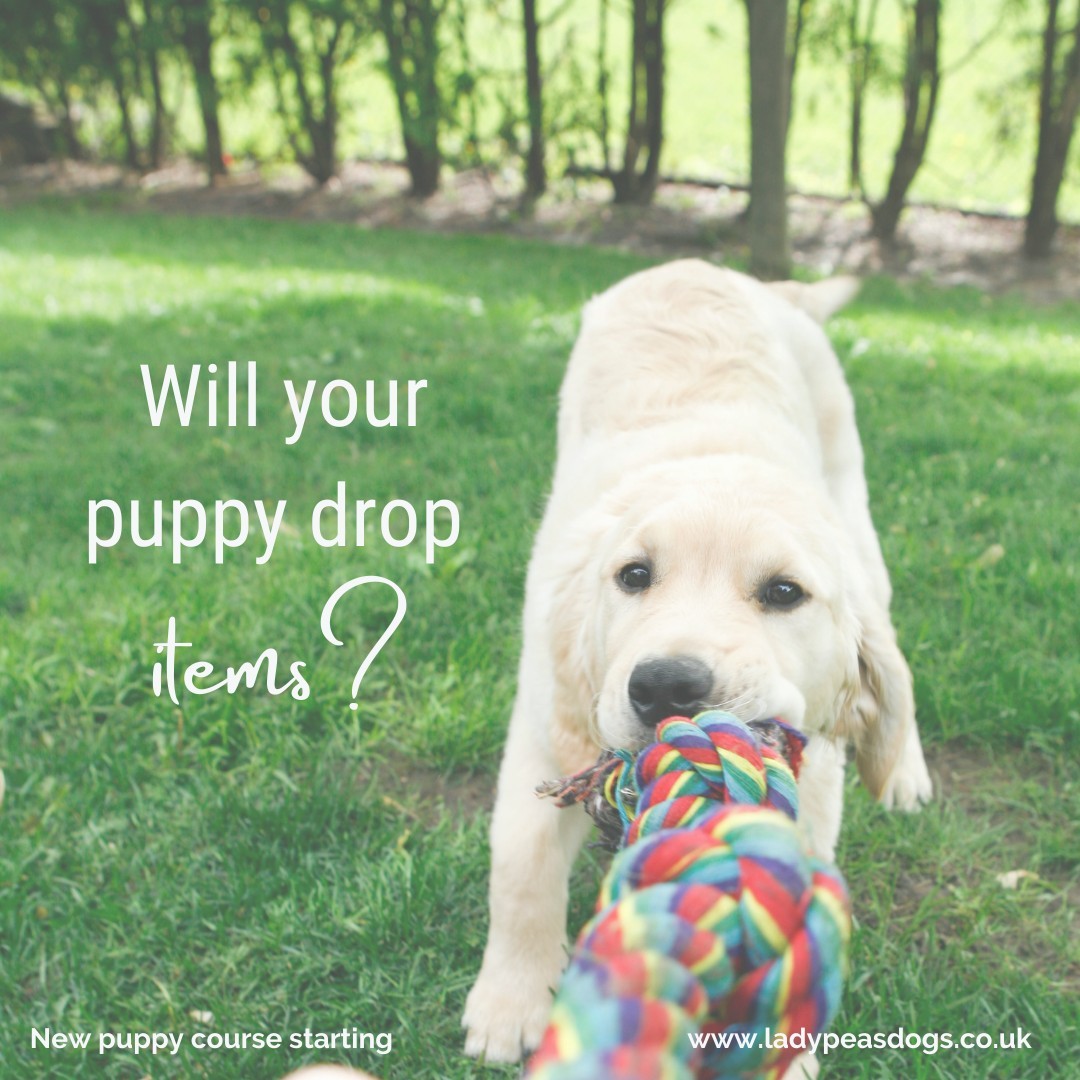 Does your puppy steal items and won't give them back? When you ask them to drop, do they? In our puppy course we will teach you how to get a really reliable drop as well as many other essential skills you will need everyday!
Join our online puppy class starting on the 24th of May at 6.00pm for only £70.
https://www.ladypeasdogs.co.uk/offers/eAvbMkvW
#dog #dogs #puppy #puppies #puppylife #dogtraining #puppyclasses #ladypeasdogs #onlinedogtrainer