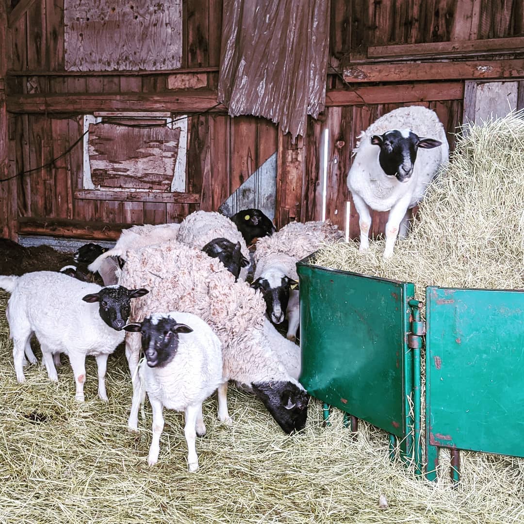 Quand tu cherches la compagnie
Peut importe l'être vivant
Que tu t'émeus par ceux qui se tiennent
Y va faire chaud bientôt
On pourra jouer dehors
#j18 #covid19 #printemps2020