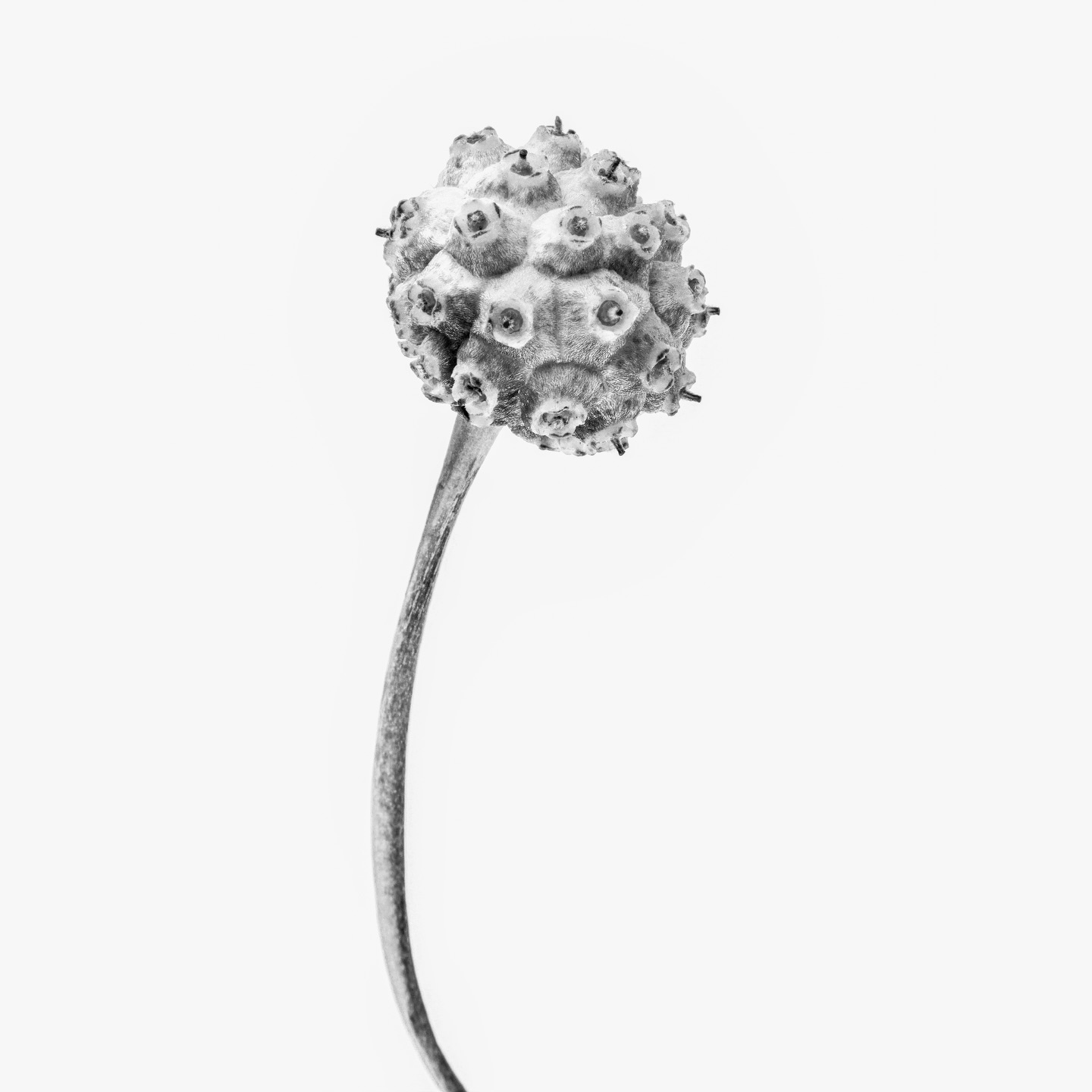 Some forms ask for silence.
This image is part of Botanical Studies, a long-term project I’ve been working on for over a decade. Through close observation and reduction, subtle details come forward — vulnerability, imperfection, quiet strength.
Not everything needs to be loud to be present.
#botanicalfineart
#minimalart
#naturedetails
#slowlooking
#quietmoments