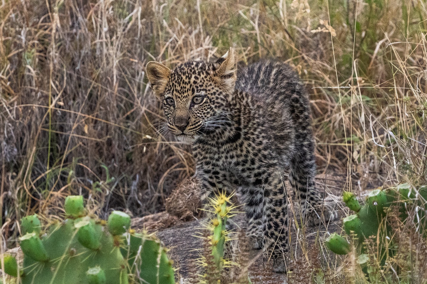 Still waiting to spot this elusive big cat? 🐆
While wildlife sightings can never be guaranteed, chances are high at Loisaba. Data from Loisaba Tented Camp shows that 73% of game drives report a leopard sighting — an exceptional success rate for such a naturally secretive species.
This is thanks to strict sighting regulations that keep leopards relaxed around vehicles, expertly trained guides who know the landscape intimately, and a healthy leopard population — something we understand well through our long-term leopard research programme led in partnership with San Diego Zoo Wildlife Alliance.
If a leopard has been on your safari wish list, Loisaba is a pretty good place to try your luck — responsibly, respectfully, and guided by science.
Photos © Jamie Lucas
#LandConnectedLifeProtected #WildlifePhotography #SafariAdventure #LeopardWatching #NatureConservation #SustainableTourism #BigCatExperience #EcoTourism #AnimalBehaviorResearch