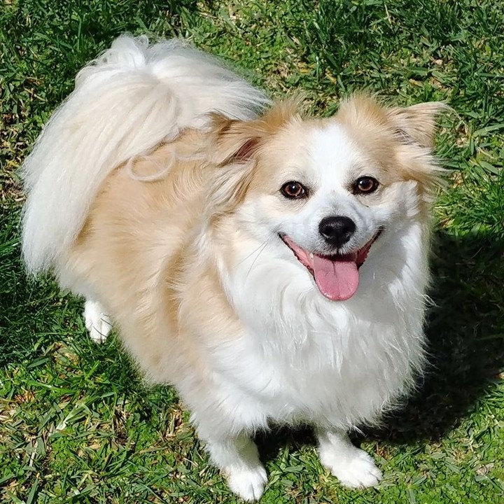 Gizmo loooves to play fetch!