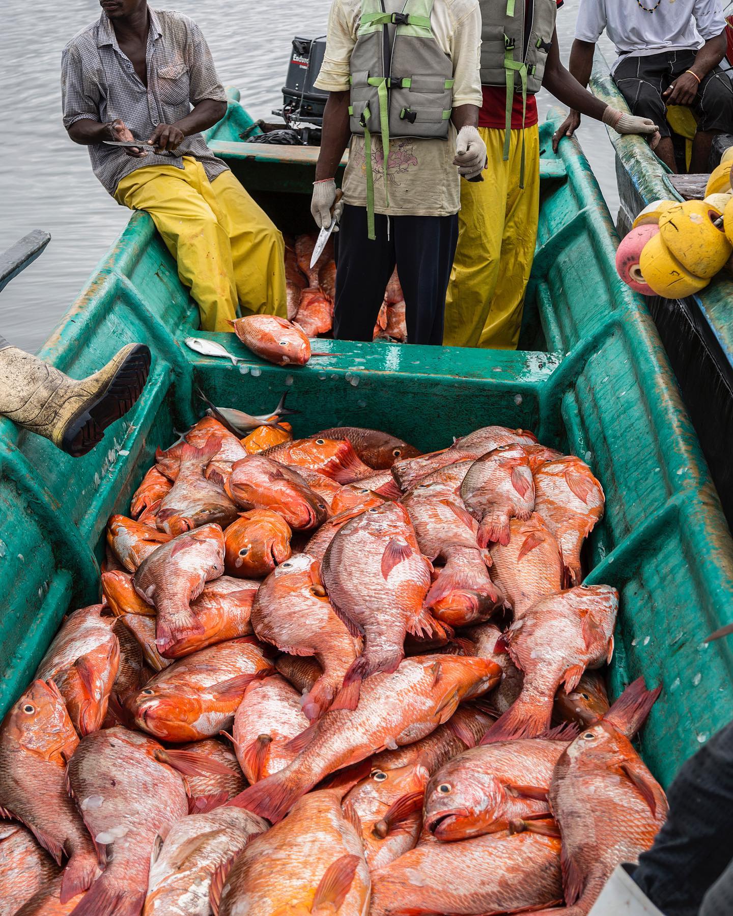 La luna menguante 🌘 y las aguas de nuestro pacifico 🇨🇴🌊 comienzan a traer sus frutos🐠🎣 #pescaresponsable
#pargo #snapper #catchoftheday #fish #fresh #pescaartesanal #sustainablefish #colombia #litoral #colombia #pescasostenible