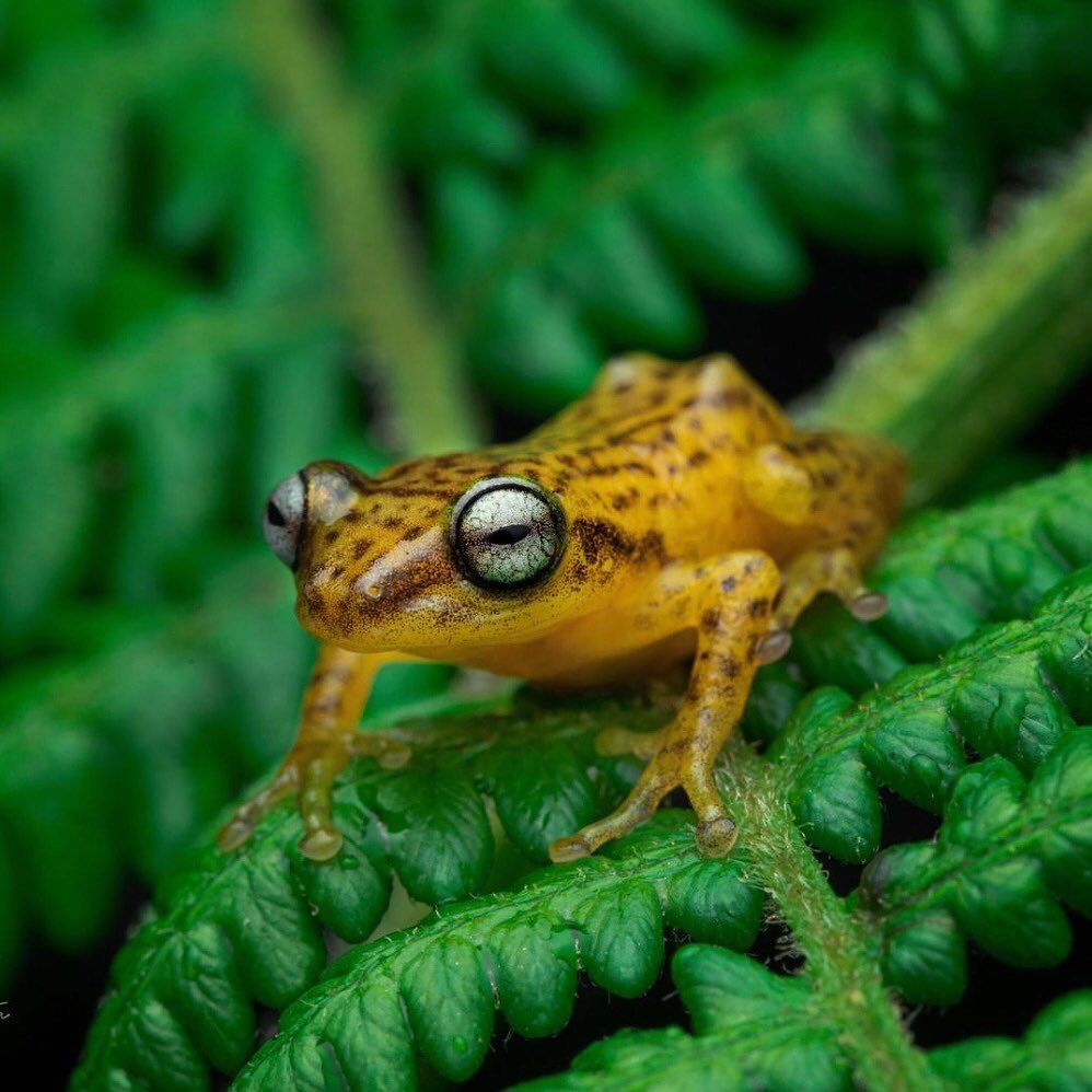 “Frogs, along with salamanders and newts, are members of the animal group called amphibians. Amphibians (from the Greek words amphi, meaning "both," and bios or "life") are fittingly named. Frogs start their lives as totally aquatic animals with gills and a pronounced tail fin; this is familiar to many people as the tadpole stage. Over time, legs develop, the tail and gills are absorbed, and the frog becomes a terrestrial, air-breathing animal.” - www.wdfw.wa.gov
One way to help increase frog habitat is to help plant trees by switching your web browser to the search engine @Ecosia to plant trees for free while you search the web. Ecosia.org is the ‘search engine that plants trees’ by donating 80% of their advertising revenue to effective tree planting projects around the world with a focus on biodiversity hotspots.
Subscribe @_trees_are_awesome for more inspiring nature content and to connect with easy ways to plant trees around the world.
Photo by @drcaesarphotography
#treesareawesome #reforestation #generationrestoration #wildnature #wildlife #wildlifehabitat #habitat #biodiversity #wildlifeplanet #wildlife_inspiration #wildanimals #mothernaturerocks #trilliontreescampaign #trilliontrees #treeconnection #givebacktonature #nature_inspiration #naturemeditation #natureinspiredbeauty #loveforests #biodiversityhotspot #savespecies #wildlifelover #wildlifelovers #wildlifeloversofinstagram #frog #frogs #frogsofinstagram #froglove #froglovers