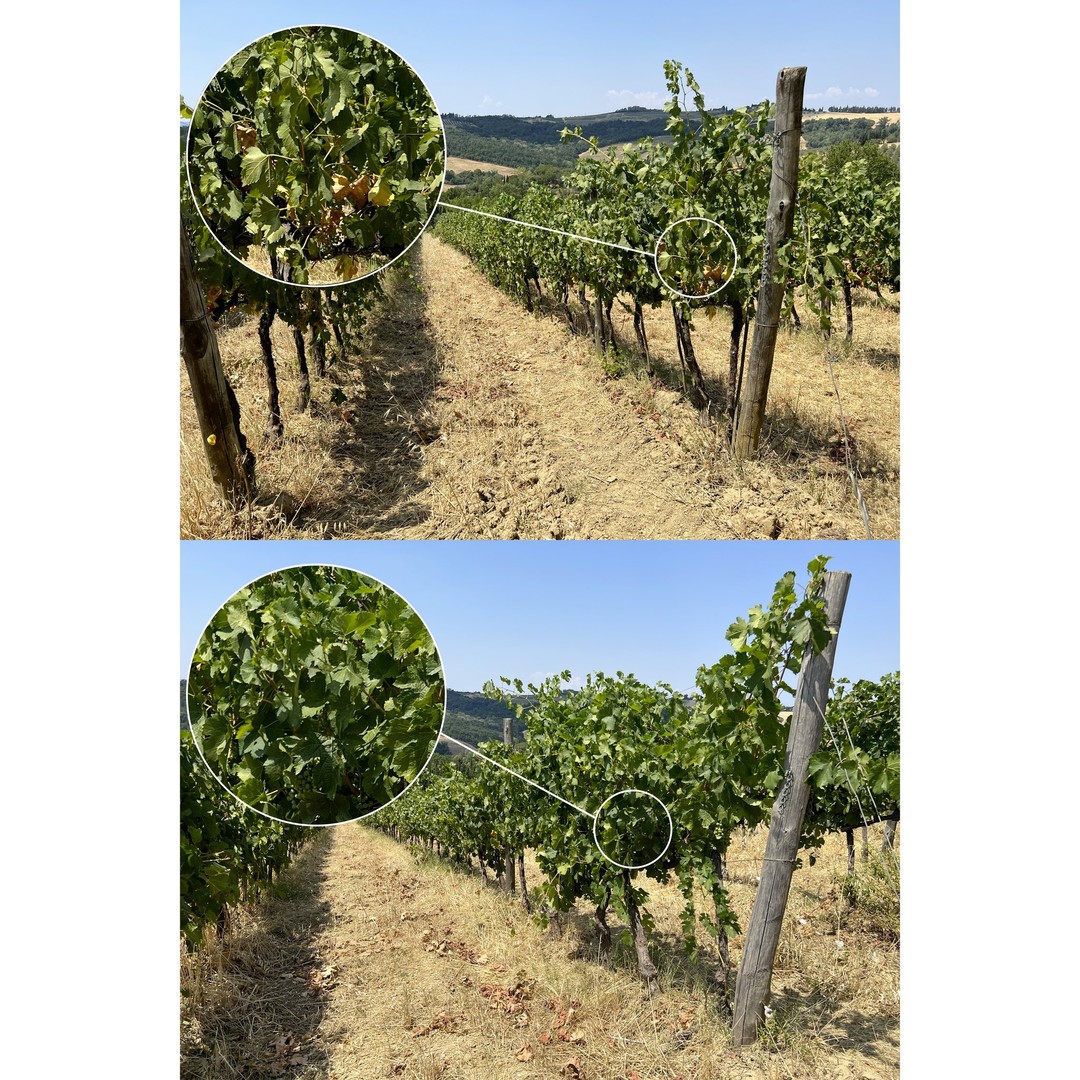 Quale miglior test se non quello di lasciare metà vigneto senza ProTech e l'altra metà con ProTech?
Cimatura effettuata e per metà trattato con ProTech
✅ A distanza di 20 giorni dal trattamento la differenza è notevole.
Nonostante il caldo e la siccità, teniamo duro!