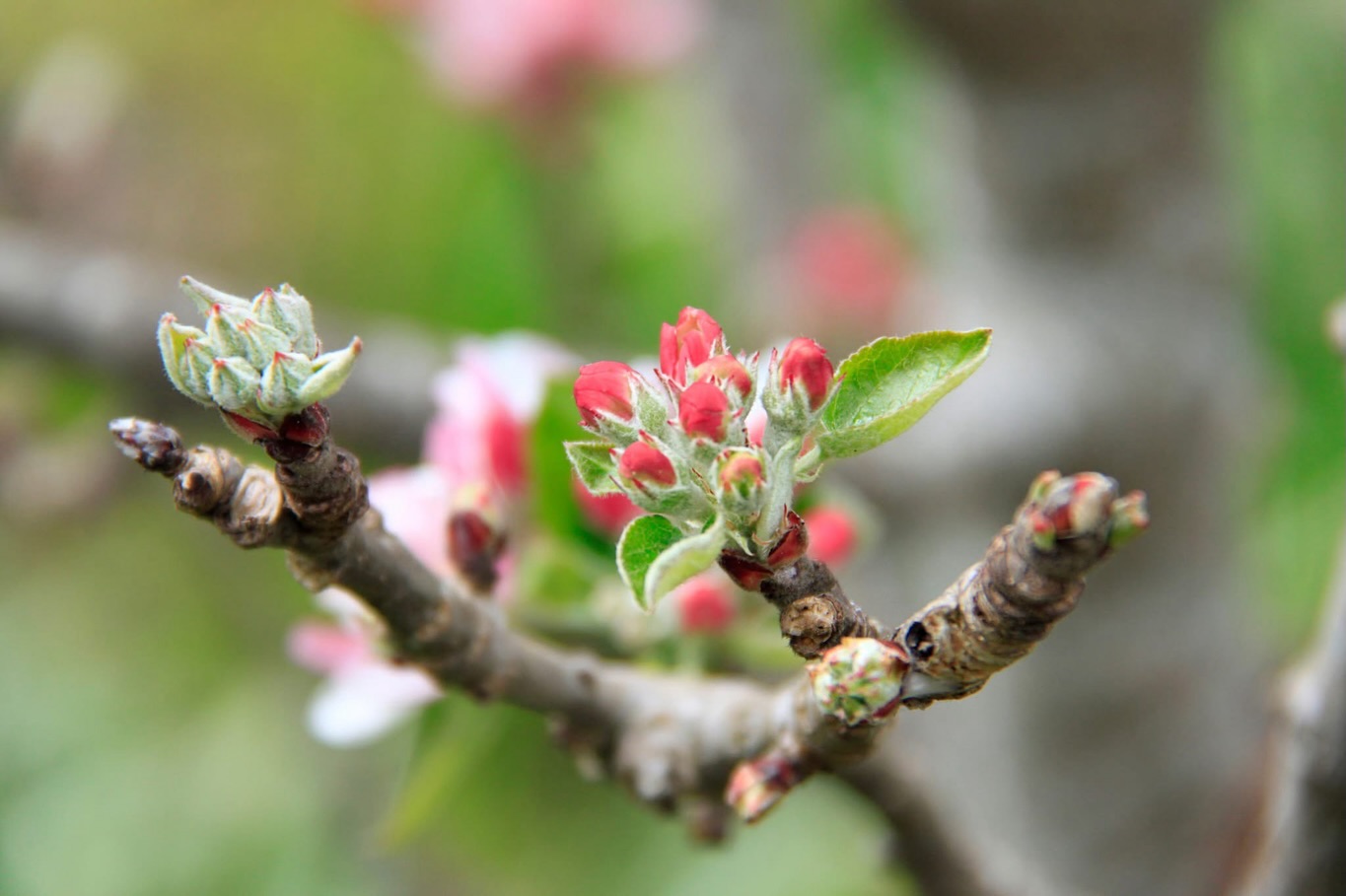 🌸🍎 Winter Fruit Tree Pruning with expert horticulturist, Di Scott, is coming up Sunday, February 8! Join us to learn how thoughtful pruning can boost vigor, improve fruit quality, and shape trees for long-term success.
In this workshop, you will learn practical techniques tailored to North Coast conditions, with a focus on apples, pears, and select stone fruits. Discover how timing, cut type, and seasonal rhythms influence growth and productivity. We will walk through a full year in the life of a fruit tree, from the tree’s perspective and ours, so you can make confident, informed decisions in your own orchard or garden.
🌸 Register now: www.gardenbythesea.org/winter-fruit-tree-pruning (link in bio)
🗓️ Save the date for a Summer Fruit Tree Pruning Workshop with Di on Sunday, July 12. Registration opens soon. Your future harvest will thank you!
