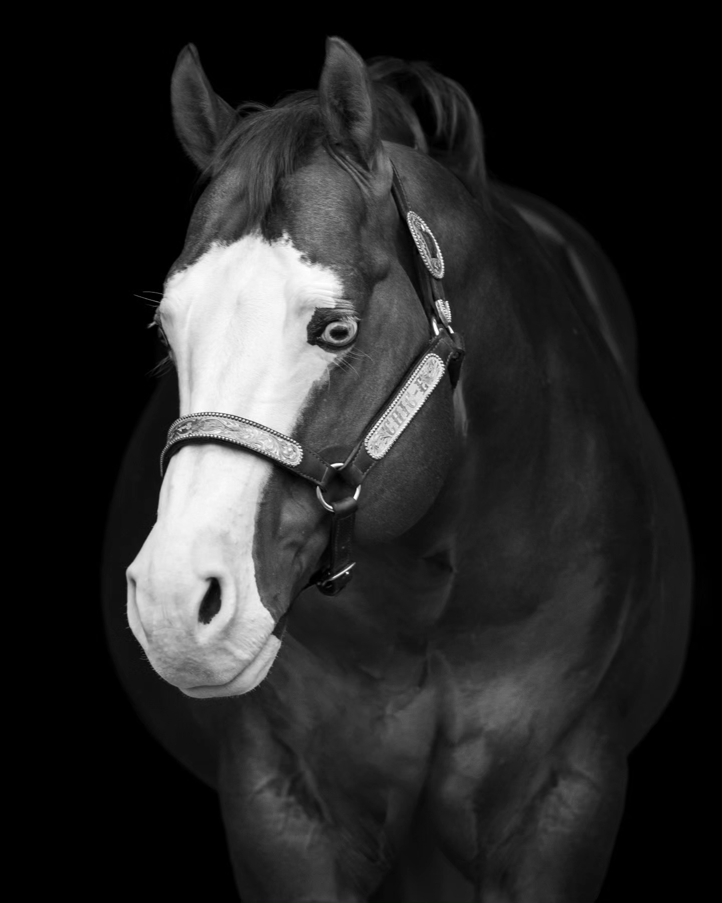 The best boy 🔥
@santahillranchbreedingbarn
Picture by: @l2hphotography
#Stallion #nrha #nrhareining #nrhastallion #horse #equine #equinephotography #equinephotographer #reininglife #horseriding #santahillranch #aqha #apha #barn #stallions