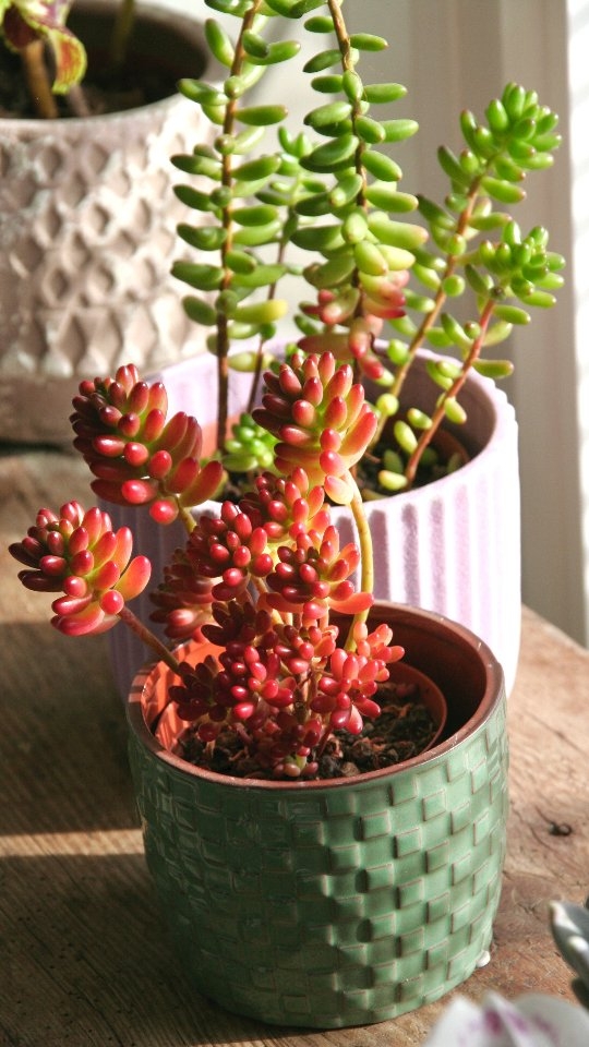 Vergeilt oder kompakt – der Unterschied ist Licht 🌿
Viele glauben, sie machen etwas falsch.
Dabei steht die Pflanze einfach am falschen Ort.
Speichern, wenn du Sukkulenten hast 🤍
#sukkulentenpflege #kaktusgaertnerei #sukkulenten#grünmoment #sukkulentenliebe