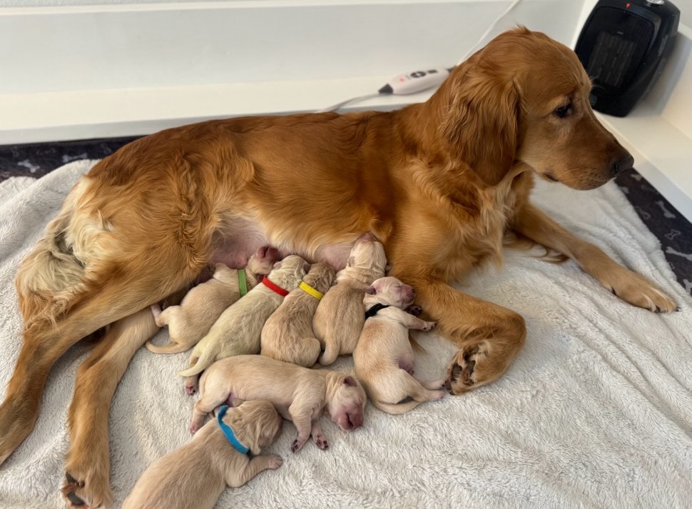 Happy belated 1st birthday to our sweet ski patrol litter! 🩷 These 7 puppies were so much fun to raise. They melted hearts at puppy yoga and went to amazing families all over Oregon, Washington, even Alaska!