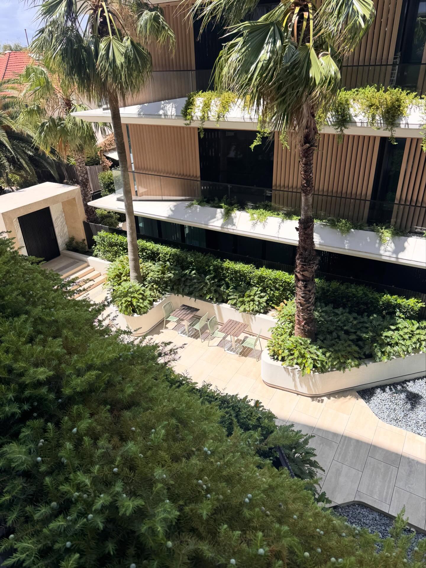 The morning view feat Juniperus Conferta.
#summer #gardenmaintenance #saintkilda #melbournegardens #juniperusconferta