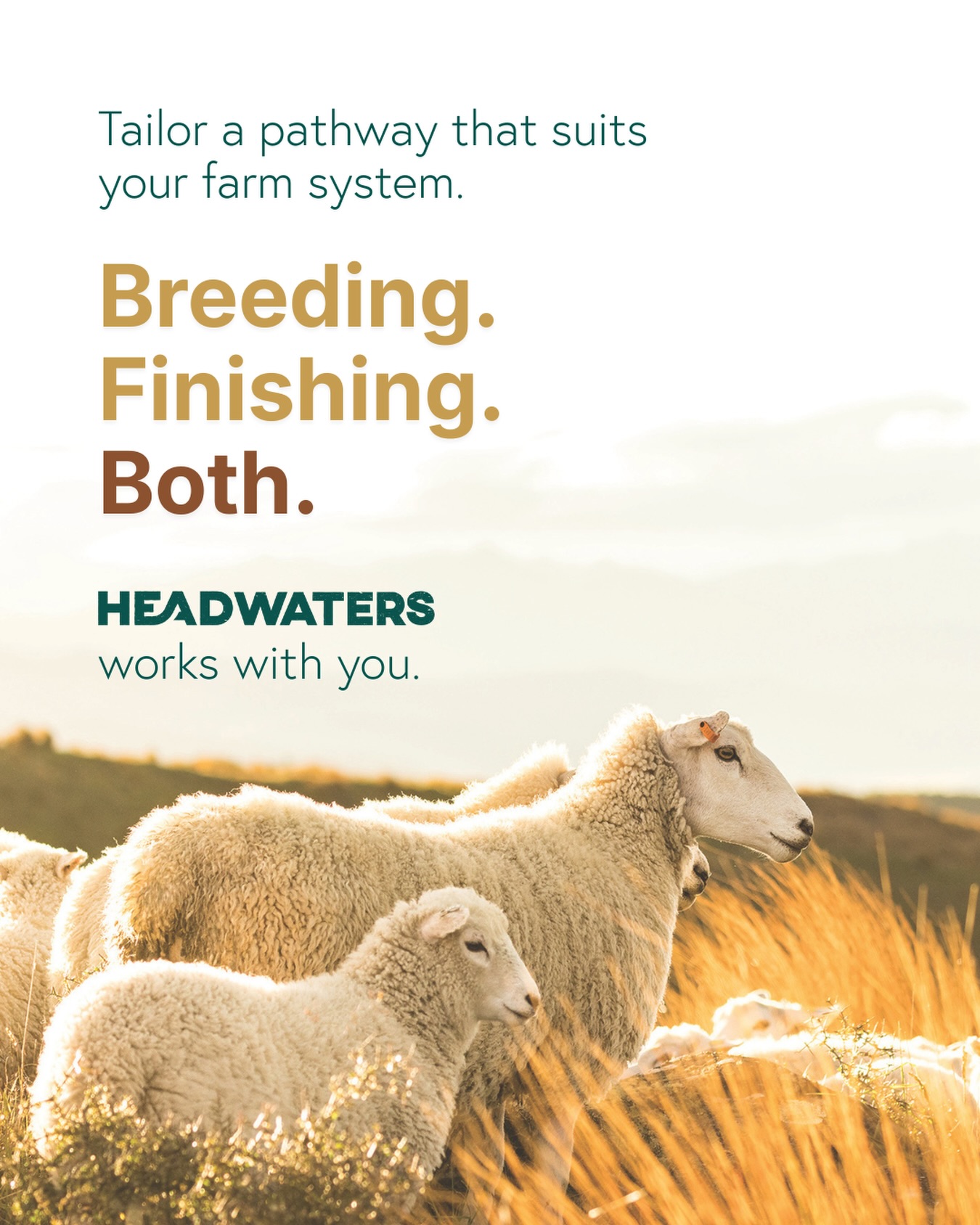 Did you know there are 3 ways to be apart of the Headwaters & Lumina value chain? Breeding, finishing or both.
We understand that every farm operates differently - a ‘cookie cutter’ approach doesn’t always work. We strive to ensure farmers have an opportunity to add real value, in a way that aligns and fits their system and goals.
