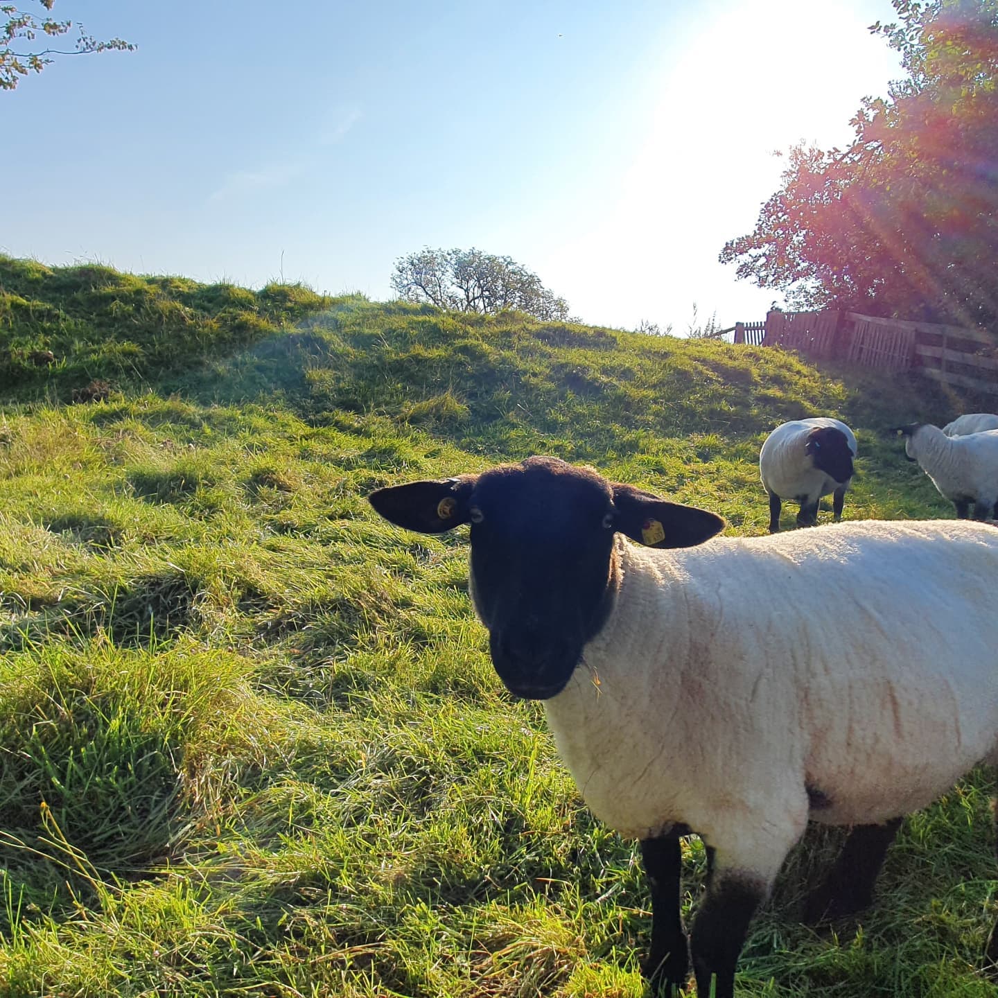 Es wird kälter und somit kuschliger im Tiny! Dank kleinem Holzofen friert es uns genau so wenig wie unsere Nachbarn.