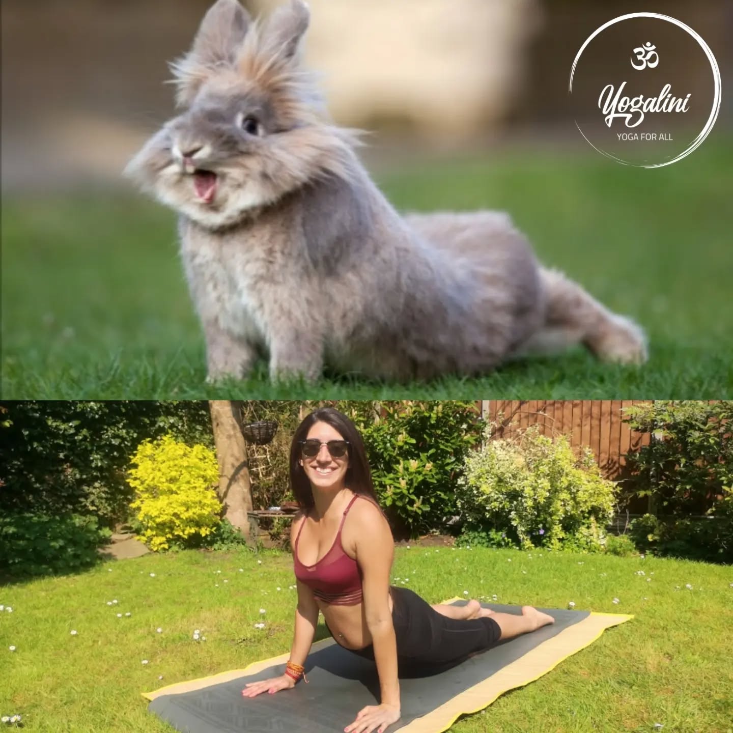 Happy May Day everyone!!!
A little late on my Friday fun post, and also on the Easter theme, but better late than never!
Today's post features an adorable lion head bunny doing their standard full body stretch: urdhva mukha svanasana aka upward facing dog.
My bunny, Leo, does this all the time and I'm forever envious watching him and knowing I'll never be able to have a stretch as satisfying as that seems for him!
Does anyone else love watching their pets stretch?
Have a great bank holiday weekend!