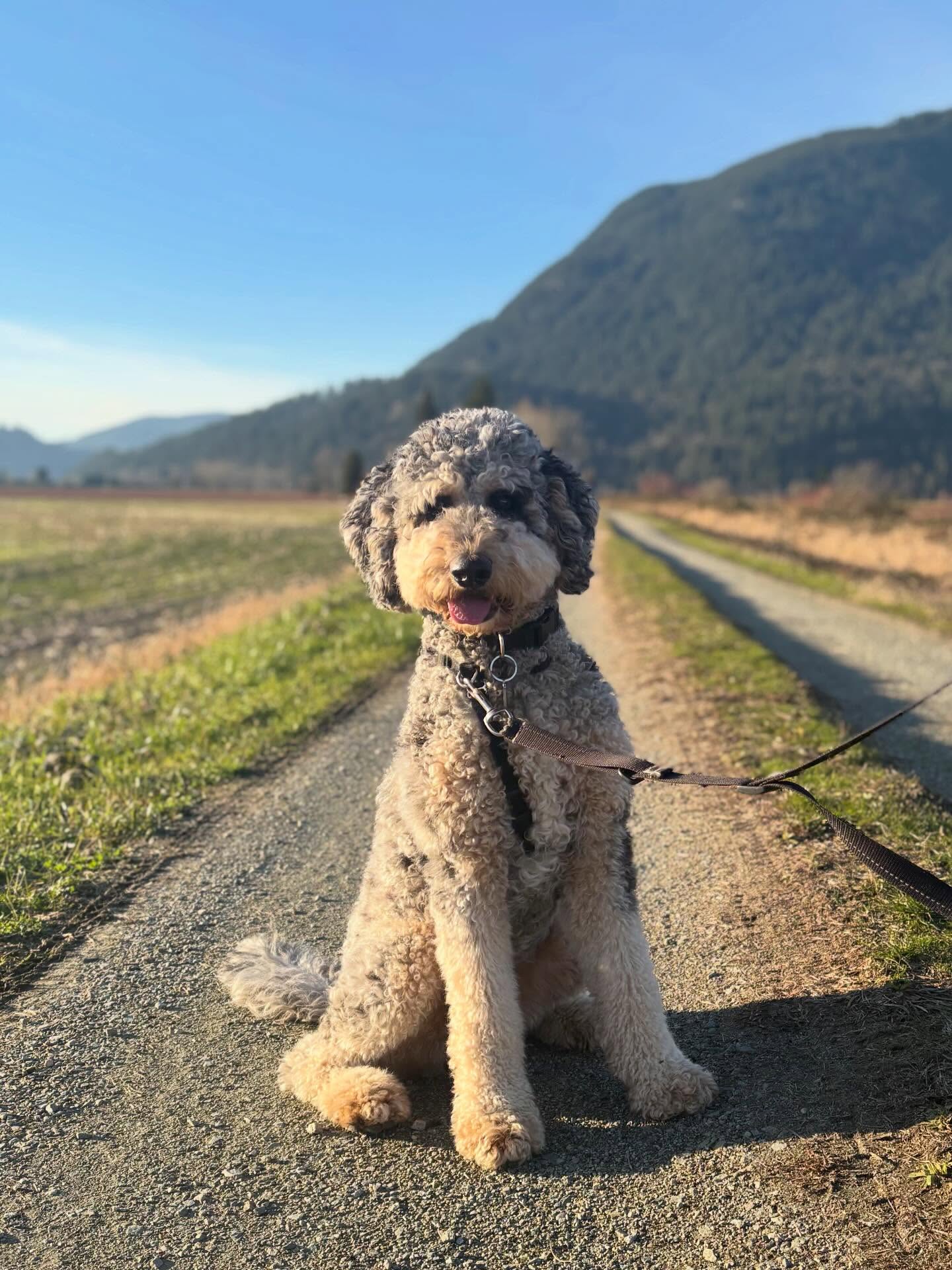 Lavender and Rooster have been paired for ultra Bernedoodles! We had a last minute change of stud due to unforeseen circumstances. We are certainly not disappointed with this lovely man though! 🤩
Breeding is complete! Ultrasound in four weeks to confirm pregnancy. ❤️
#ultrabernedoodle, #bernedoodle