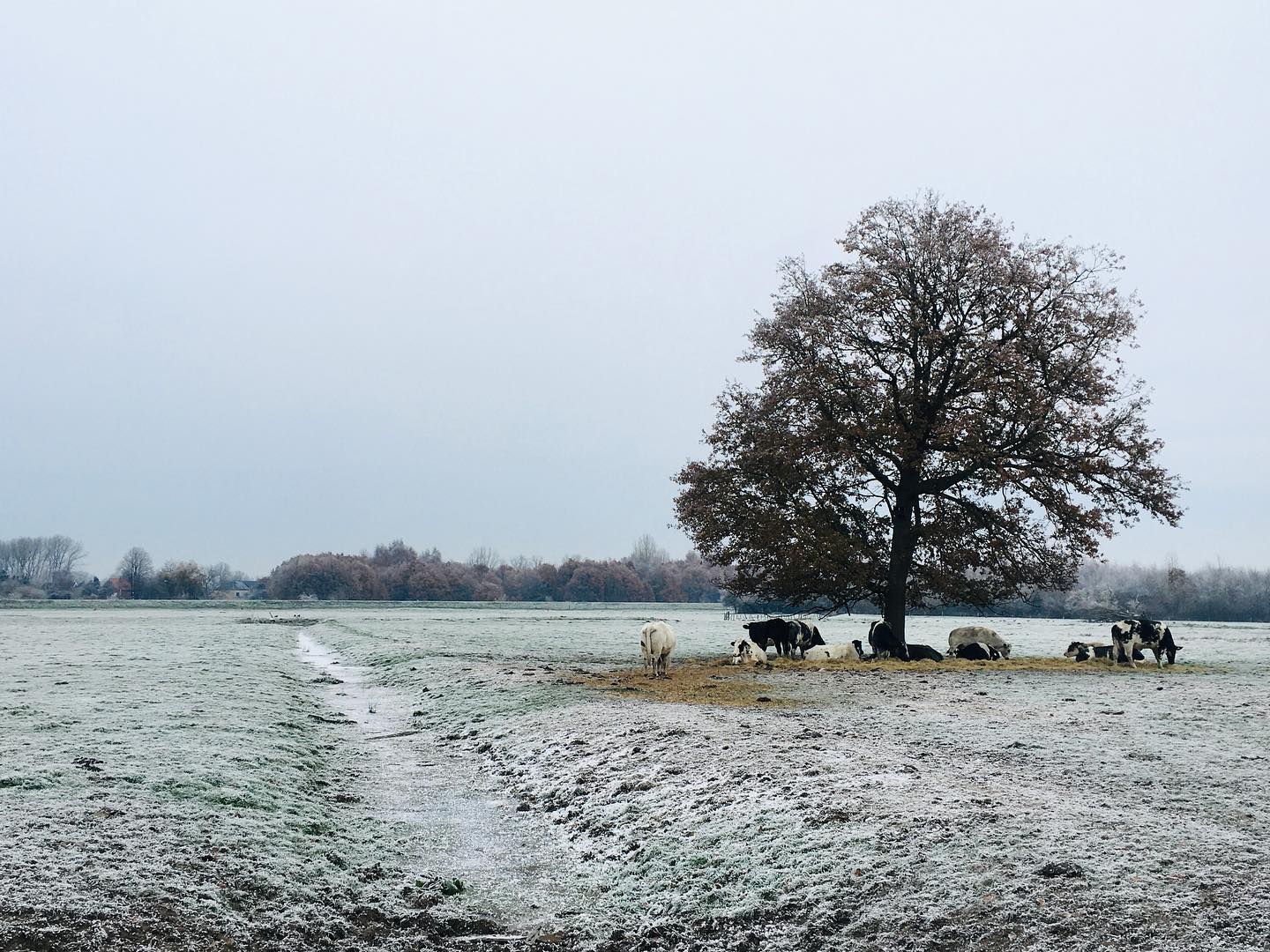 Midwinter: de kortste dag en langste nacht van het jaar. Geen beter moment dan deze donkere periode om onze podcasts #Wildernissen te (her)beluisteren!
In oudere culturen was de winterzonnewende een belangrijk moment om de overgang van oud naar nieuw te markeren. Een periode van rust, reflectie, diepgang en plannen maken voor het nieuwe jaar. Laat je inspireren door auteur Mariken Heitman, kunstenaar Koen Vanmechelen of filosoof Norbert Peeters om er een wilder 2023 van te maken!
🎧 https://open.spotify.com/show/3zc8mHTu6XjXEVhhCzzyd3?si=jXTs8Ep7T9uh0qsJFa4YXQ