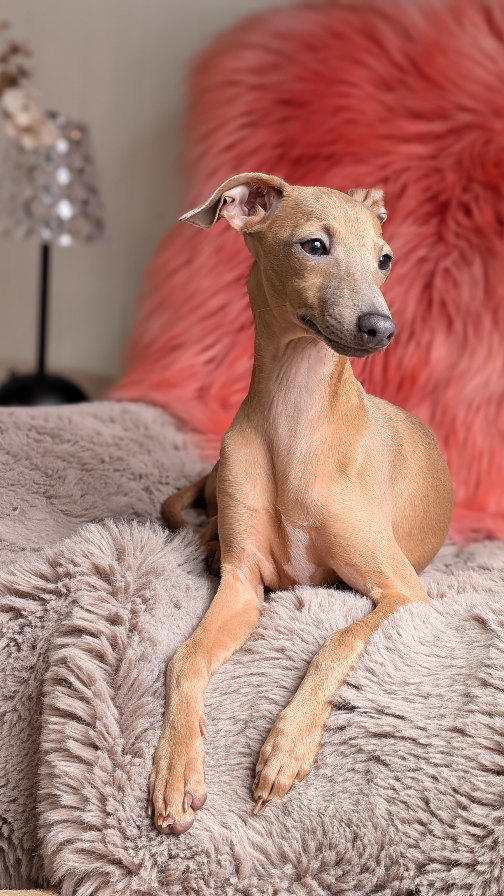 Bloom Bella Bambini
DOB 2.9.2025
#italiangreyhound #puppylove #breeding #vdhzuchtstätte #italienischeswindspiel