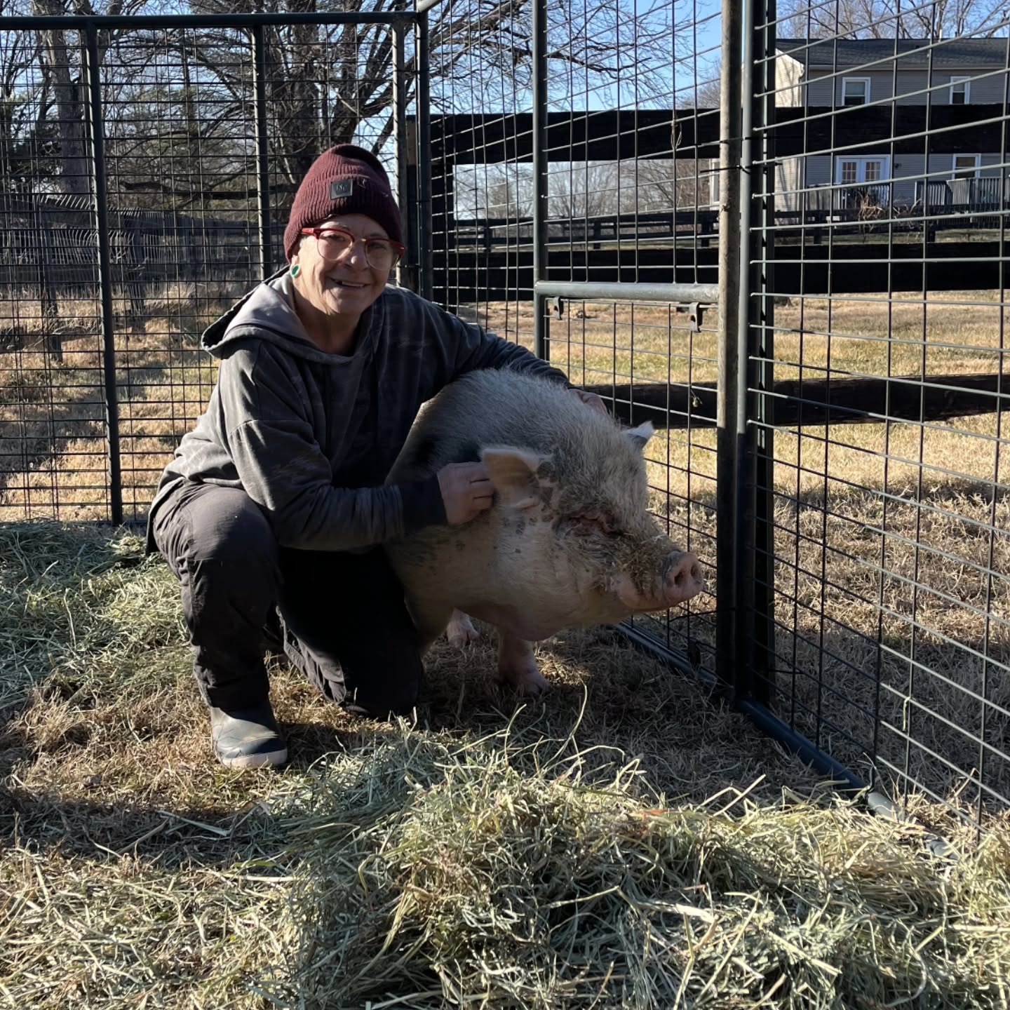 Joe got adopted! He went to his new home this week to become a friend for their piggy Wilbur. From nearly frezing in a foot of muck to a warm, dry barn... we are so happy for this dude! It will be a few weeks until they meet and we hope Joe will be on his best behavior 😅
Congrats to him and his new family!
#pigsofinstagram #animalsanctuary #animalrescue #piggy