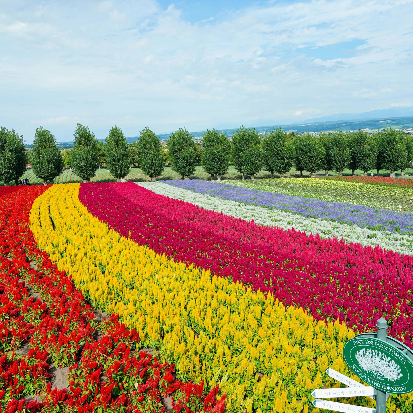 Furano's flower fields, bursting in vivid color, are the cherry on top of Hokkaido's spectacular natural offerings. Lavender, German irises, pansies and columbine simultaneously bloom every year. Mid-June to early August is the best time for flower viewing and blooms are at their peak in July.
.
Beyond flowers, the Furano area also offers offbeat festivals, live music and more.
.
A rental car is recommended if you want to visit every flower field, but public buses are available to many of the main areas. But still, you can reach the flower fields by train and then bus.
.
.
色彩明亮鮮豔的富良野花田,在北海道壯觀的自然景觀上,更是錦上添花。每一年薰衣草、德國鳶尾、三色堇與耬斗草都會同時綻放。6 月中到 8 月初是最佳的賞花時機,7 月是花朵盛開的巔峰期。
.
除了花田,富良野地區還會舉辦另類祭典、現場音樂表演等。
.
可先搭乘火車,然後搭巴士前往花田。若您想好好欣賞每一塊花田,建議可以租車自駕,不過許多主要地區也都有公車可以搭乘。
.
.
.
.
.
#japanguide #triptojapan #travelinjapan #visitjapanjp #visjtmyjapan #jntosg #visitjapanphillipplines #jntoid #visitjapanAU #japanrevealed #travelgraphy #travelgram #traveling #trending #japanese #instagram #osaka # #visitosaka #privatetour
#furano #furanoflowerfields #hokkudaido #flowerfields