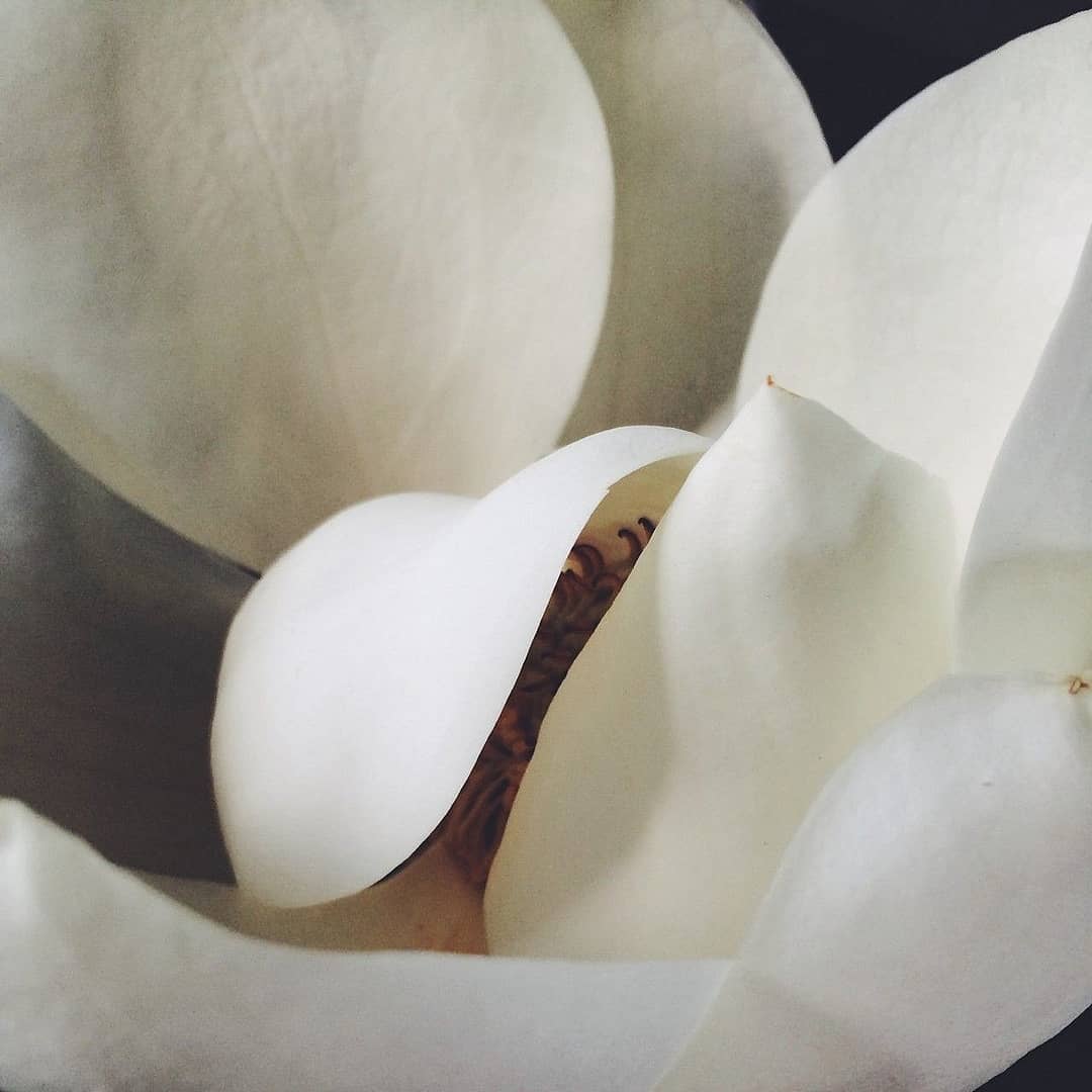 Clean skincare is a term that is loosely and way too often used lately.
At Katreg we use it in the true sense of the word ‘Uncontaminated’ & ‘Pure’.
All of our products consist of ingredients in their purest form - 100% active plant and mineral extracts which create the purest and cleanest cosmetics out there 🖤
.
.
#mykatreg #myskin #cleanbeauty
#naturalskincare#supportsmallbusinesses
#veganbeauty #toxinfreebeauty#greenlife
#veganskincare#crueltyfree#skincare
#happyskin#katregorganics #organicbeauty #organicingredients #biocosmetics #recycle#recyclepackaging #skincareproducts#katreg