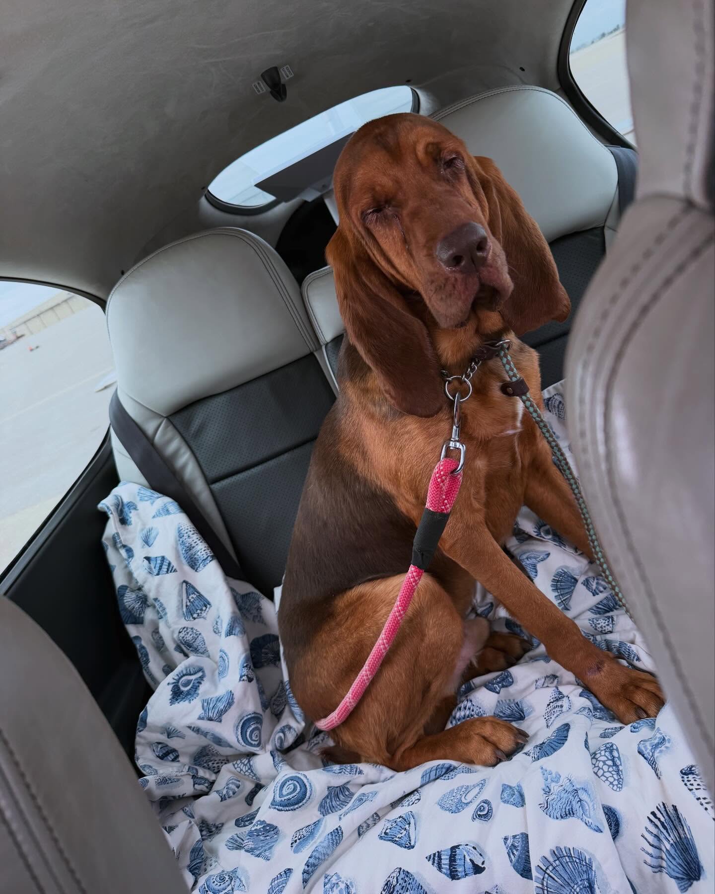 Saving lives, one rescue at a time. Thank you for helping us make missions like this possible. 🤍🐾
Our pilot @drewbrill7 saved this sweet pup from euthanasia, flying him from Lexington, Kentucky to Chattanooga, Tennessee for a second chance at life. 🐶🛩️
Help us save more pups—donate using the link in our bio.
#soaringtoserve #wingsandfeetofjesus #animalrescue #nonprofitorganization