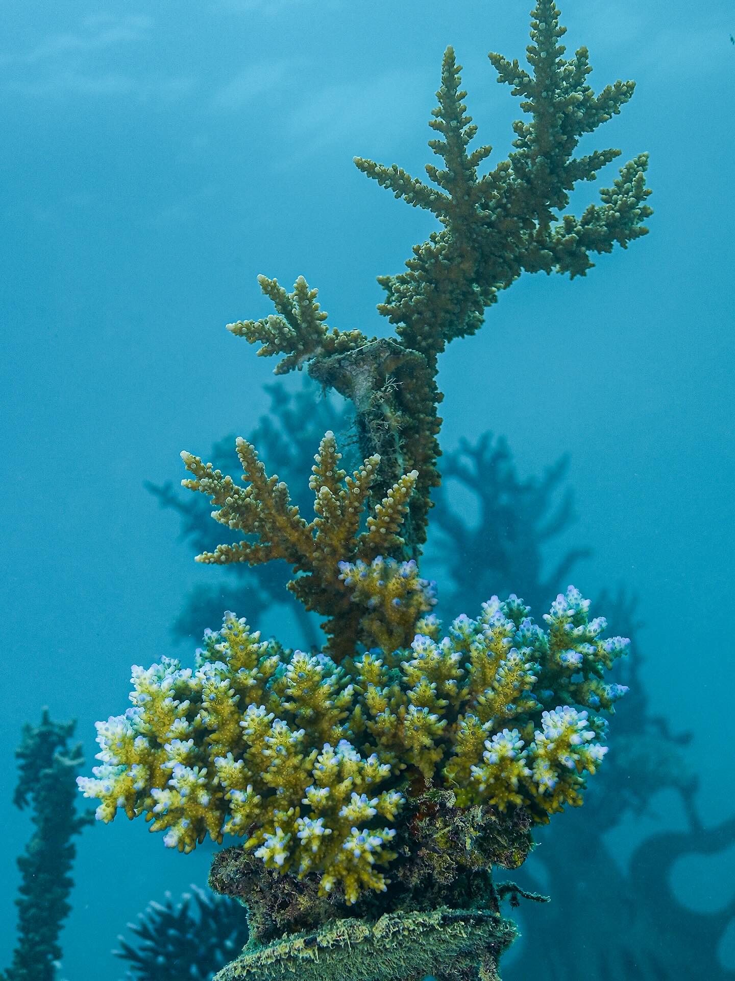 Beautiful things are taking shape at @vomoislandfiji. VOMO is on track to outplant over 1,000 coral fragments this year, each grown and fragmented from the parent corals you see here. The conveyor belt of coral is in motion!