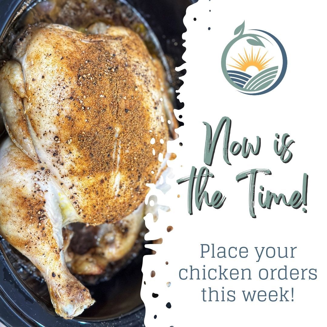 It's time for us to place our final chick orders. If you want to reserve any chickens for the year, now is the time to do so!
Reserving is easy!
Fill out the form at 👉 countycornerfarm.com/chickens
OR just send us a message! 💬
💲 $4/lbs (chickens typically weigh 5-8 lbs. - you choose weight preference) || $5/chicken deposit to reserve
👨👩👧👦 One chicken typically makes 2 FULL DINNERS with leftovers for our family of five
🍗 Farm-to-Table Pure Meat || non-GMO, antibiotic-free, pasture-raised, free-range, no preservatives
🚚 We deliver to most of Wabash, Grant, and Huntington Counties, along with one set date to northern Indianapolis!
💛 Support a family-owned small business
😋 Seriously delicious!
#WabashCountyIndiana #GrantCountyIndiana #HuntingtonCountyIndiana #HobbyFarm #MeatChickens #FarmFresh #OrganicChicken #PastureRaised #FreeRangeChicken #FarmToFork #SupportLocalFarmers #HealthyEating #SustainableFarming #EthicalEating #KnowYourFarmer #LocallySourced #NaturalLiving #FarmLife #FreshFood