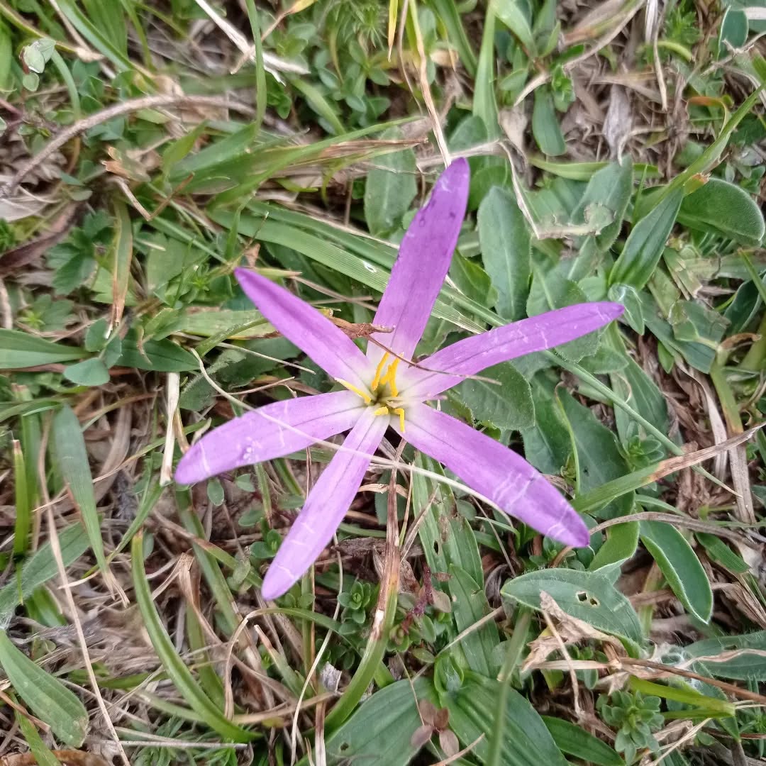Agosto nos deja el monte repleto de Carlinas y azafrán de montaña. Dos flores que tienen mucho que contar sobre las costumbres y creencias del pirineo. La Carlina, utilizada hasta nuestros días como espantabrujas y símbolo de la buena suerte. El azafrán o como se conoce en Aragón "quita meriendas" ya que florece cuando las tardes comienzan a menguar y ya no queda tiempo para merendar.
🌼❇️🥀🌸🌷