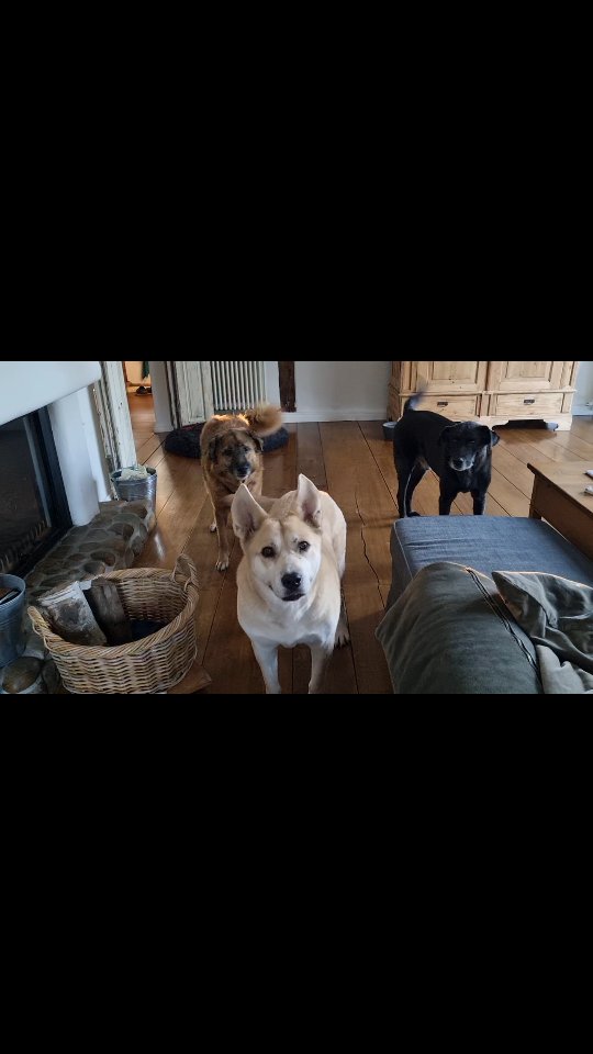 #mithundensprechen ...wenn Du mit Deinen Hunden sprichst und sie mit Dir 😂
Fragst Du Deine Hunde ob wir raus gehen und kommst dann nicht in die Gänge 🥰 Ihr Fratzis ❤️#dogs #mithundenleben #dogsofinstagram