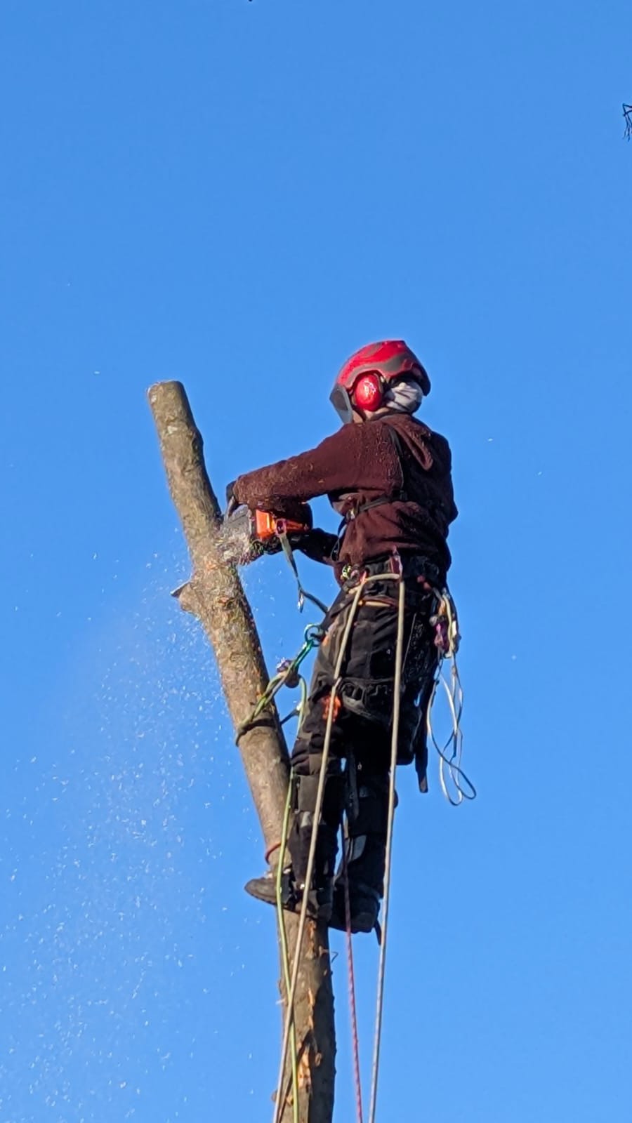 I love my job… 🌳
This was the first tree I’ve climbed in 2026. Super excited to get new skills. Friends set up, views along this fresh new season.
Wishing everyone a beautiful and fresh start to a new year.
Happy climbing and a safe journey wherever life may take you. Follow along for more fun tree stuff 🌳
#EasyTreeSolution
#TreeClimber
#ArboristLife
#ClimbHigh
#LoveYourJob