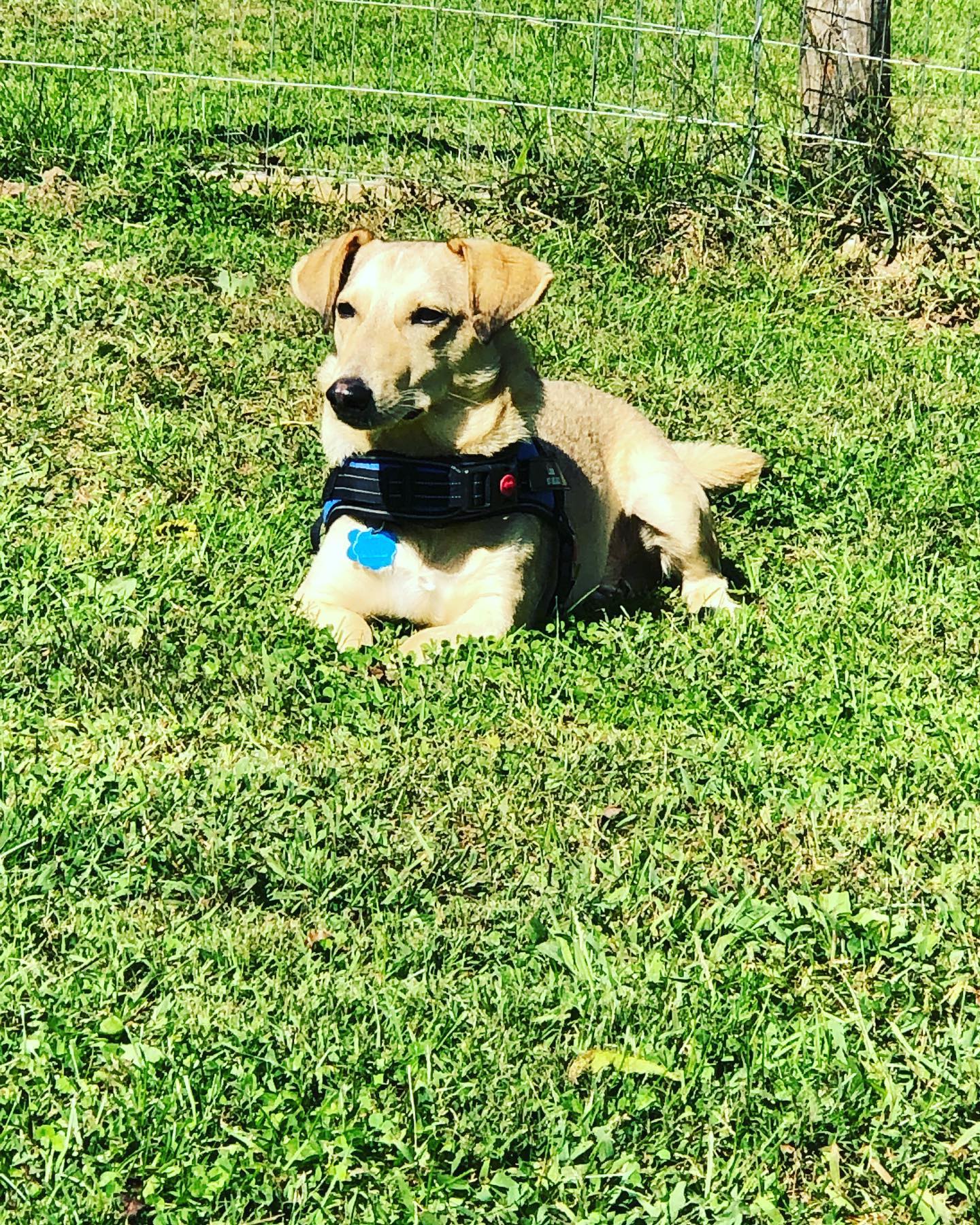 Happy one year Mr Louie!