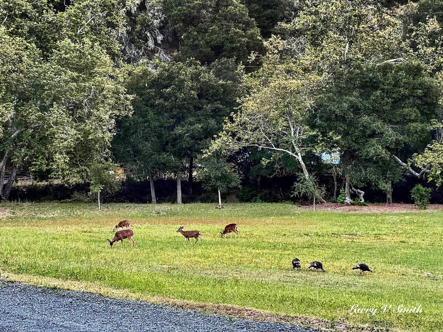 Wildlife in the adjacent field add interest and a sense of being a part of nature.