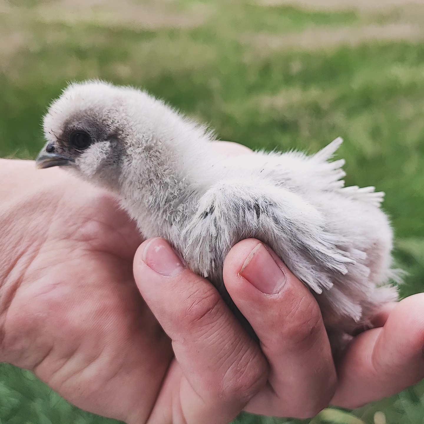 ✨ Seidenhuhn gelockt ✨
Wünsche euch ein schönes Wochenende.
_________________________________
Verfügbar: Bruteier 🥚, Küken 🐥
www.broholmer-zucht.com
Instagram & TikTok @huehnerwelt_rauch
Facebook @rauchs_huehnerwelt
_________________________________
Liebe Grüße und alles Gute
Euer Gabriel von Rauchs Hühnerwelt
#seidenhuhn #seidenhühner #silkiechicken #silkiechickens #seidenhuhnküken #happyküken #ostern #happyhühnergarten #easter #rooster #araucana #regenbogen #eggsart #hühnerwelt #hühnerei #mychicken #küken #photooftheday #nature #zahmehühner #farming #chickenfarming #lavenderaraucana #natürlicheeierfarben #ayamcemani #hühnerzucht #hatchingeggs #gahmong #nichtgefärbt #hühnerweltrauch