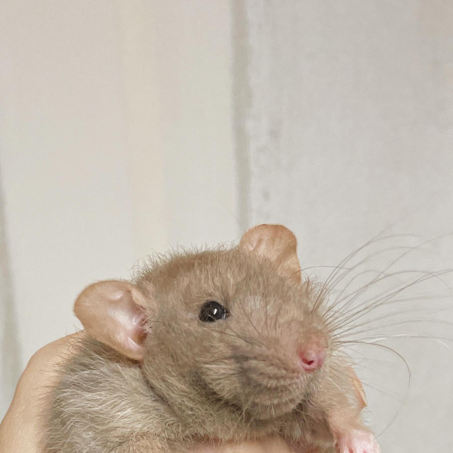 Hello! 🌿
I didn’t expect the first post here to be Primark (aptly named by her owner, she will be leaving soon) and an unpainted wall.
Currently setting up my little photo corner for good ratty pictures, then it is on to painting these bare walls 😭
.
.
.
#rat #rats #ratsofinstagram #ratsofinsta #petrats #petsofinstagram #dumborat #rodent #ratcommunity #breeder #ratbreeder #rodentsofinstagram #rodentsofig #rattiesofig #rattiesofinsta #ratsofinstagram #rodents #cute #pets #fancyrat #dwarf #dwarfrat