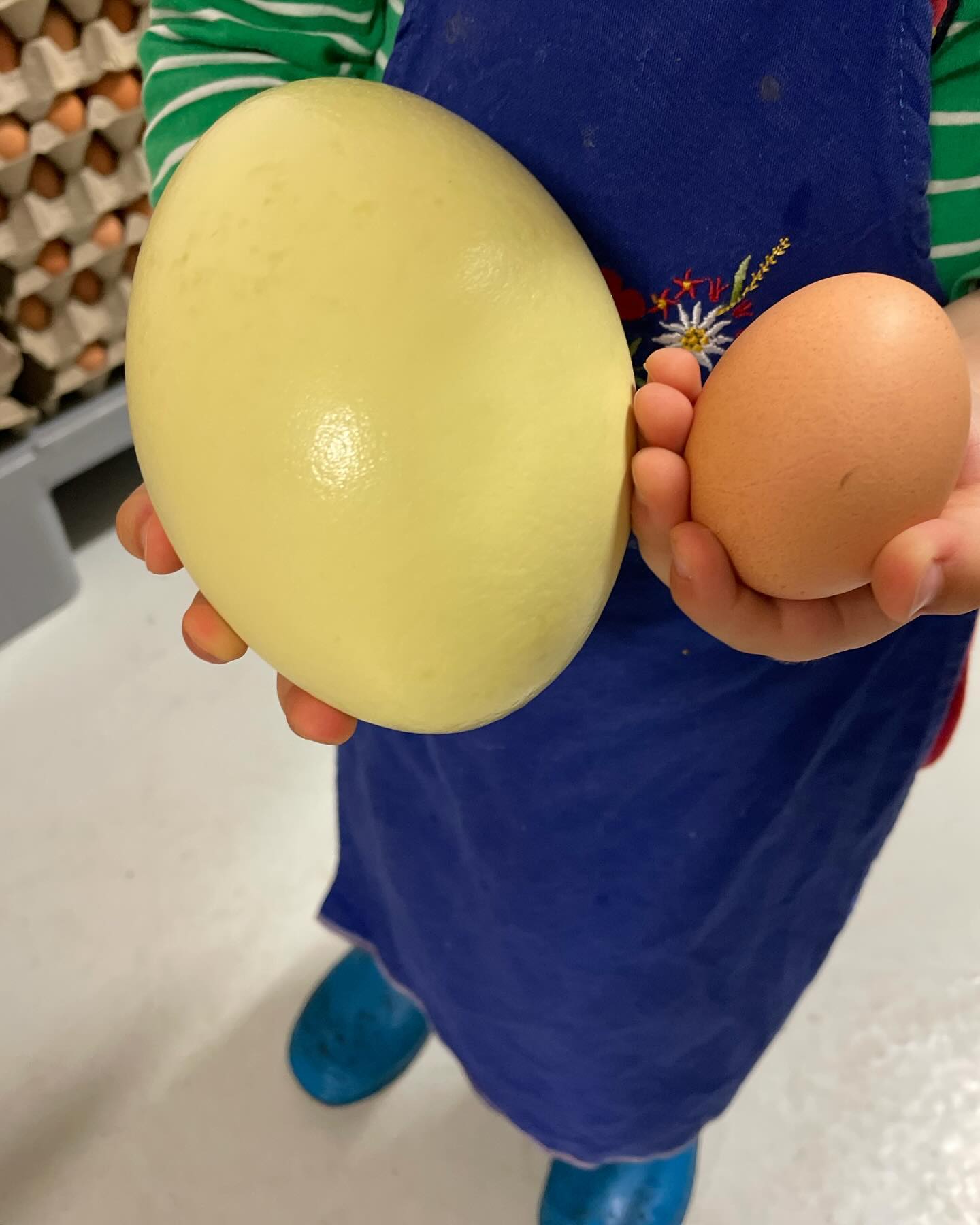 #Nandu- vs. #HühnerEi!
Logisch, ein NanduEi ist deutlich größer als ein HühnerEi, aber auch deutlich kleiner als ein #StraußenEi. Ein NanduEi entspricht etwa 12 HühnerEiern und ist ca. halb so schwer wie ein StraußenEi.
Wir verarbeiten die Eier für die @chefinvondersackwaldmeute zu Eiernudeln und freuen uns immer wieder über diese Abwechslung zum HühnerEi-Alltag in der #Nudelmanufaktur 🤗
#hofgenuss #solling #dassel #probierengehtüberstudieren #nudelliebe #dasmachtkinderfrohunderwachseneebenso #bauernhof #pasta #eiernudeln #freilandeier #hühnermobil #kostbaressüdniedersachsen #genialregional #nudeln #kurzewege #lecker #nandu #eiervielfalt #eiistnichtgleichei #nudelnmachenglücklich