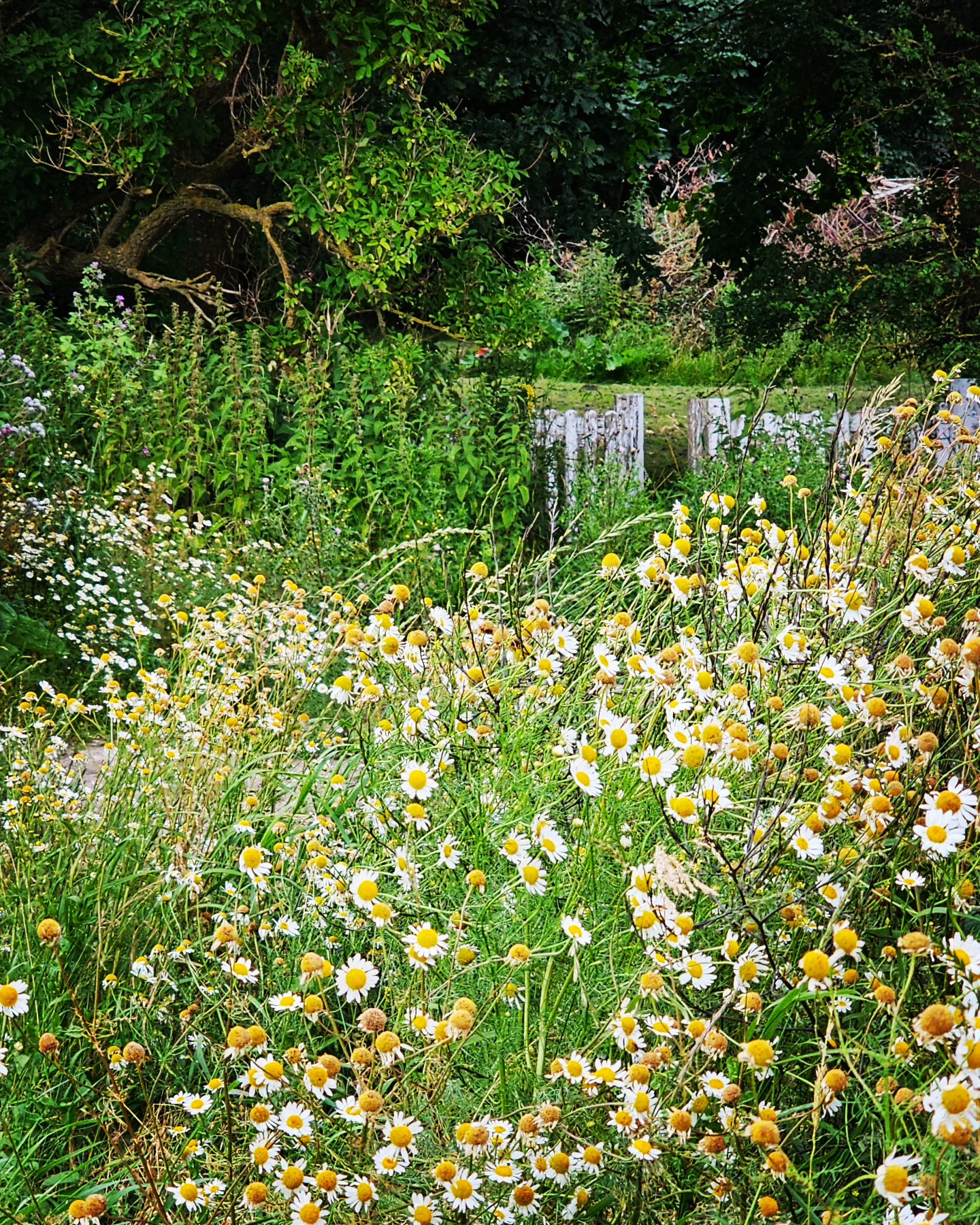 Nachdem es im Frühling durch die leuchtend gelben Rapsfelder duftet wie im Honigtopf, gibt es jetzt im Sommer einen feinen Kamillenduft entlang der Felder auf Fehmarn und rund ums Haus im Felde.
After smelling like a honey pot in spring caused by the bright yellow canola blossoms, now it's time for a decent chamomile smell along the fields and around the 'Haus im Felde' onthe Island Fehmarn.
#Hausimfelde
#ferienwohnungen
#ferienappartement
#albertsdorf
#Fehmarn
#Dorfschule
#ostseeurlaub
#ostseekueste
#surfen
#Radfahren
#wingfoil
#kitesurfing
#urlaubmithund
#Urlaubmitkind
#sonneninselfehmarn
#Holidayappartements
#islandinthesun
#balticsea