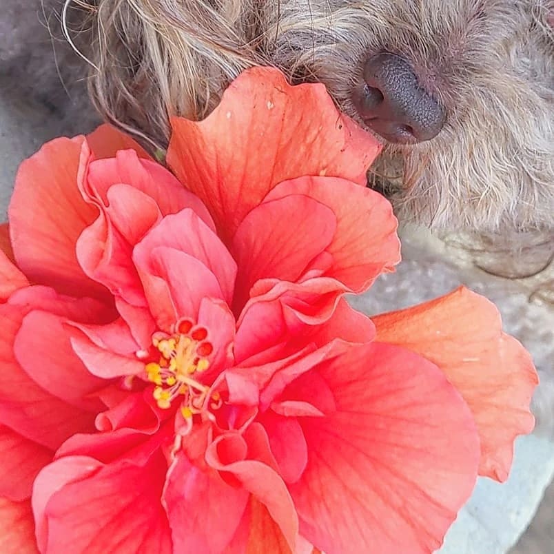 This one is perfect mom 🐾
..
..
..
..
..
..
..
#airbnbhost #airbnbexperience #FaeFlowerStoneGardens #FaeDust #BringNatureIn #SelfCare #beKind #SafePersonalHygiene #BringNatureIn #SelfCare #SafePersonalHygiene #BuyOrganic #SmallBatch #BuyLocal #BuySeasonal #BrightLife #Colortherapy #EmotionalWellbeing #EmotionalBalance #Aromatherapy #FlowerEssenceTherapy #EssentialOils #airbnb #vrbo #Sarasota #SarasotaFlorida #Meditation #ActiveMeditation #MeditationGardens #ButterflyGardens #LandscapeDesign #Toypoodle #DogofInstagram