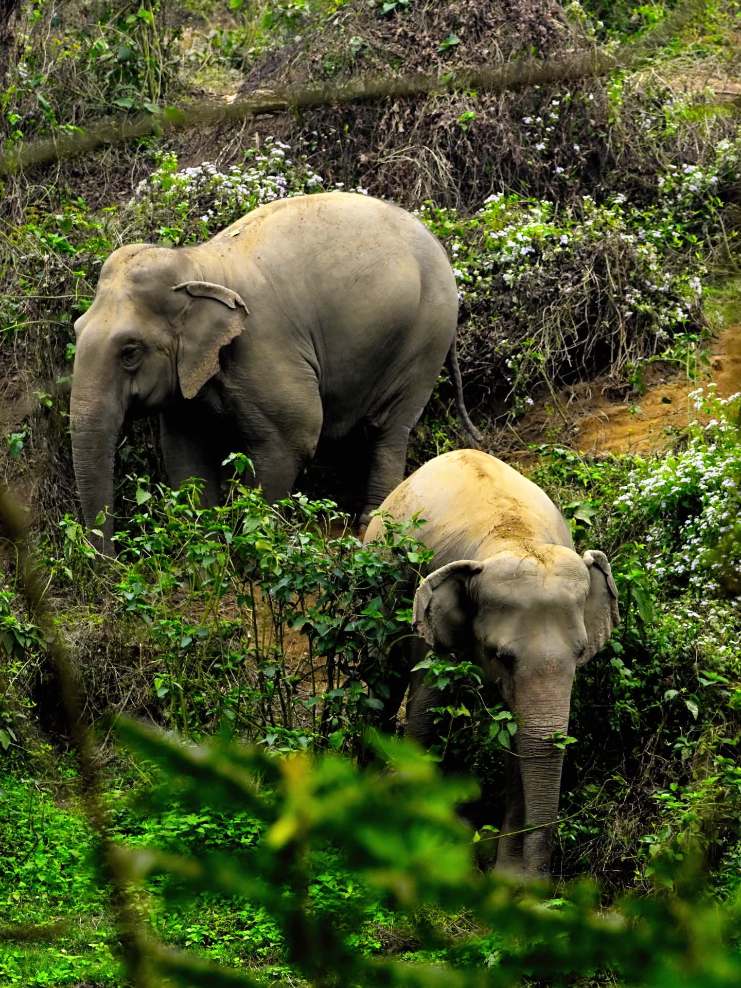 English
Lhamo and Eva are finally living the life that all captive elephants deserve — a life with proper nutrition, daily care, and an environment designed to resemble their natural habitat as closely as possible.
Their journey reminds us that with commitment, patience, and respect, a different future is possible for elephants exploited in captivity.
If you would like to help us offer this life to more elephants, please visit our website:
👉 www.su4e.org
Français
Lhamo et Eva vivent aujourd’hui la vie que tous les éléphants captifs devraient connaître — une vie avec une alimentation adaptée, des soins quotidiens et un habitat pensé pour se rapprocher au maximum de leur milieu naturel.
Leur parcours montre qu’avec de l’engagement, du temps et du respect, un avenir différent est possible pour les éléphants exploités en captivité.
Si vous souhaitez nous aider à offrir cette vie à d’autres éléphants, rendez-vous sur notre site :
👉 www.su4e.org
#ElephantWelfare #EndCaptiveElephants #SanctuaryLife #EthicalTourism #StandUp4Elephants
📷 @fanchbonnet63 🙏🤍