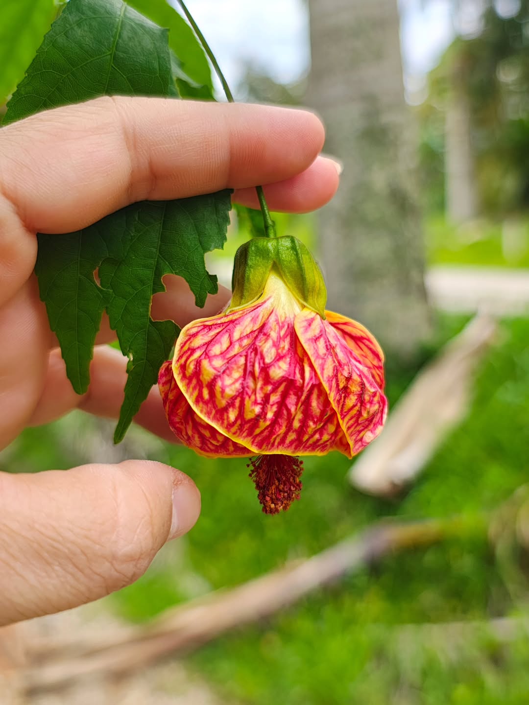 Come-se, lanterna chinesa.
Gosto? Amarguinho de uma acelga, porém mais seca.
#pancdejardim