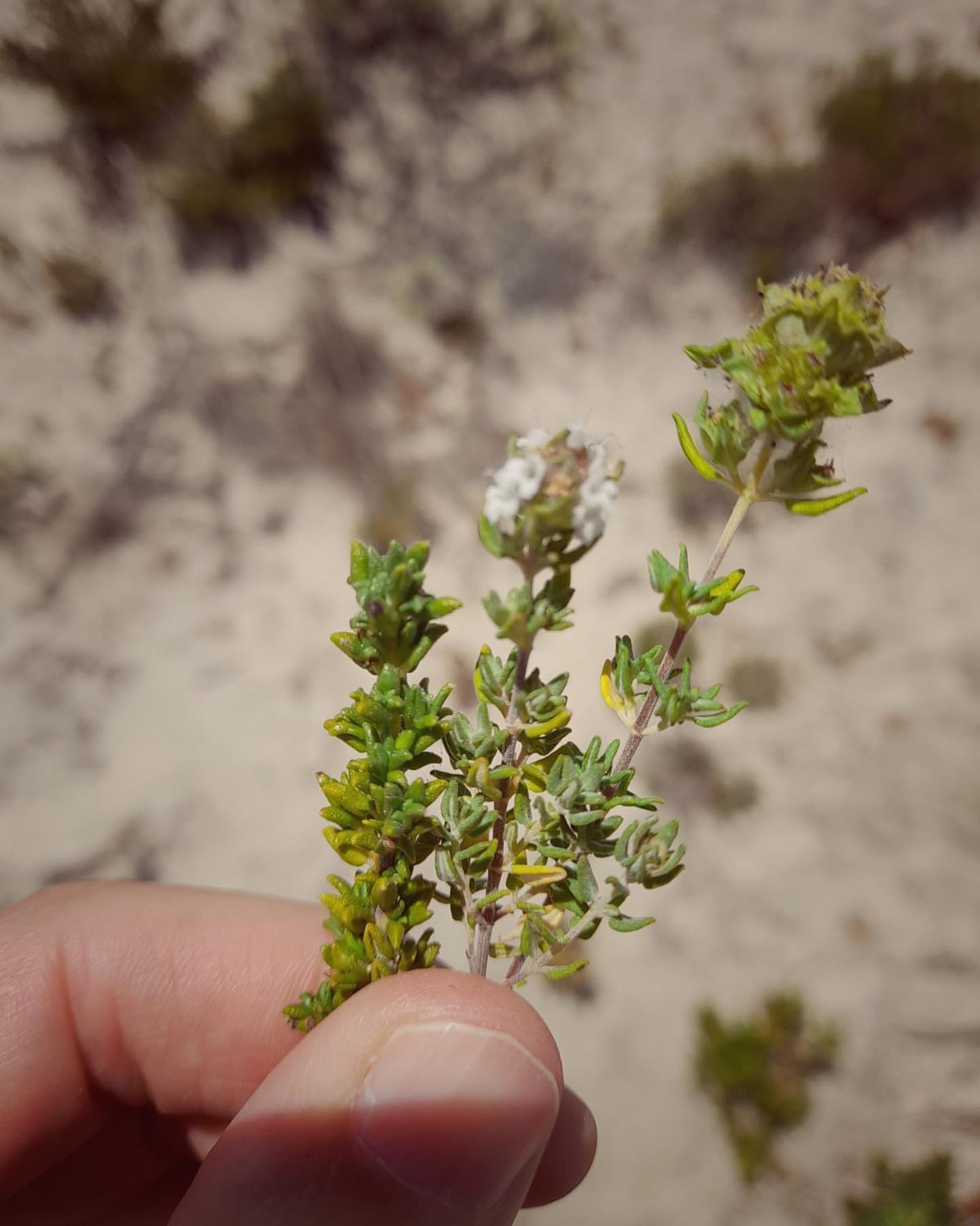 Thymus sp. (Tomilho)