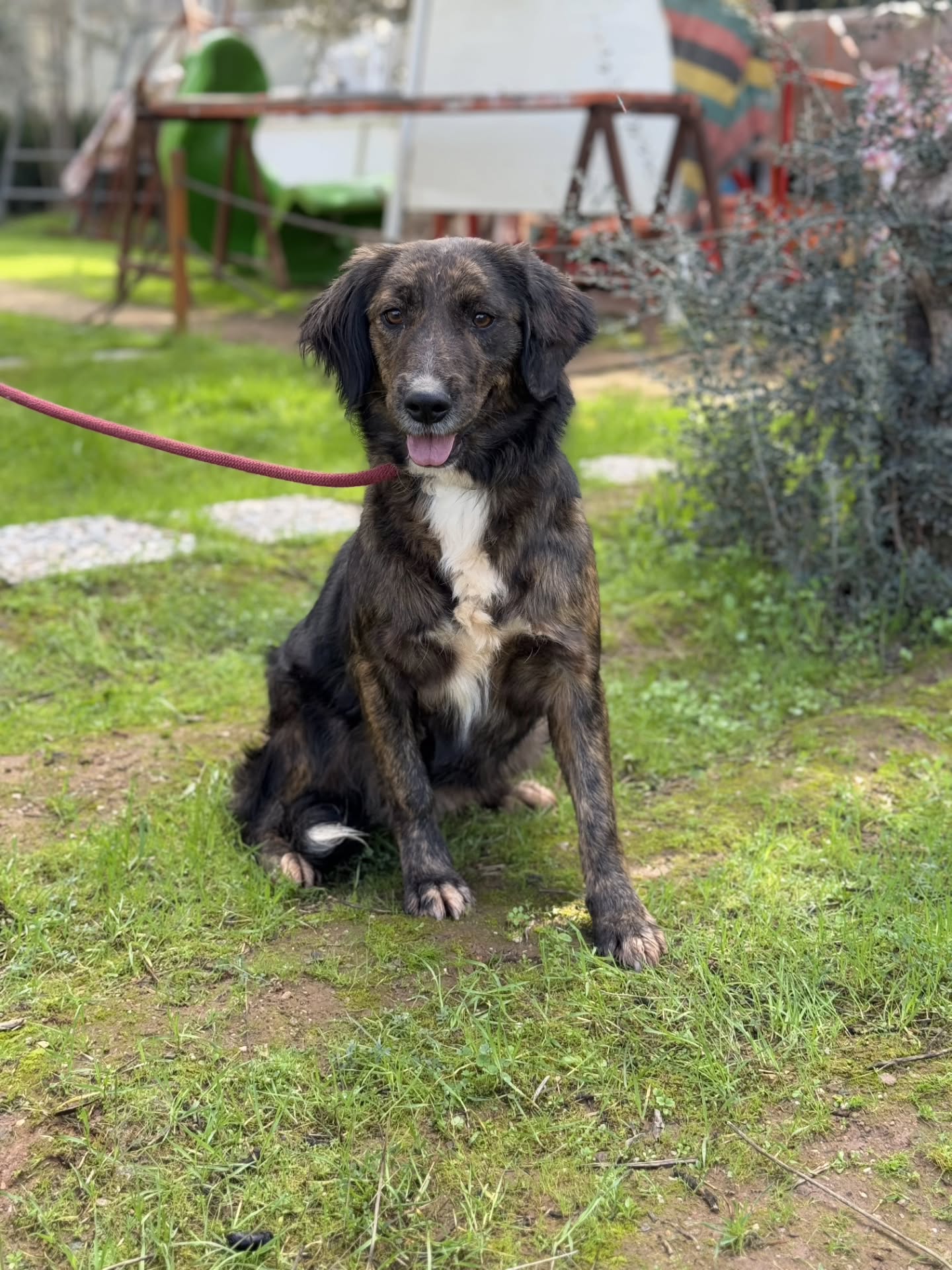 It's been over a year and beautiful Kali still hasn't received a single adoption application... She has so much love to give, and is so ready to have a family of her own!
Find out more about Kali on our website www.melezdogrescue.com/kali