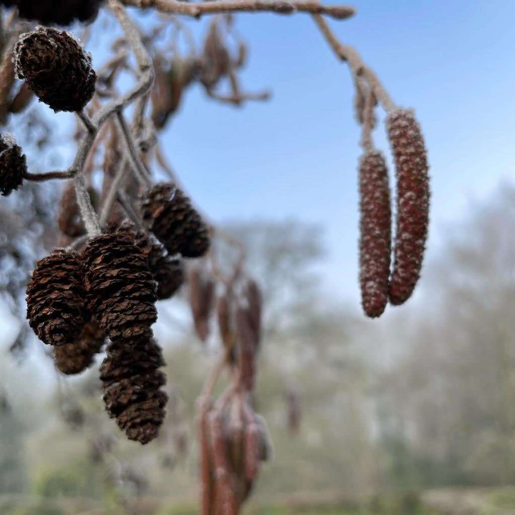 Looking back through our Instagram posts, it is fascinating to see which natural events take place at about the same time each year, and which seem to be wildly different.
.
Just a few years ago, the alder catkins had already turned a vivid purple colour by now, yet this year – at least near where we live – they are still a dull brown. Hoping for a little more colour in the hedgerows soon!
.
.
.
.
.
.
#alder #aldercatkins #catkins #changingseasons #myseasonalstory #livingtheseasons #winter #wintertree #barebranches #aldertree #winterphotography #january #trees #theartofslowliving #embracingtheseasons