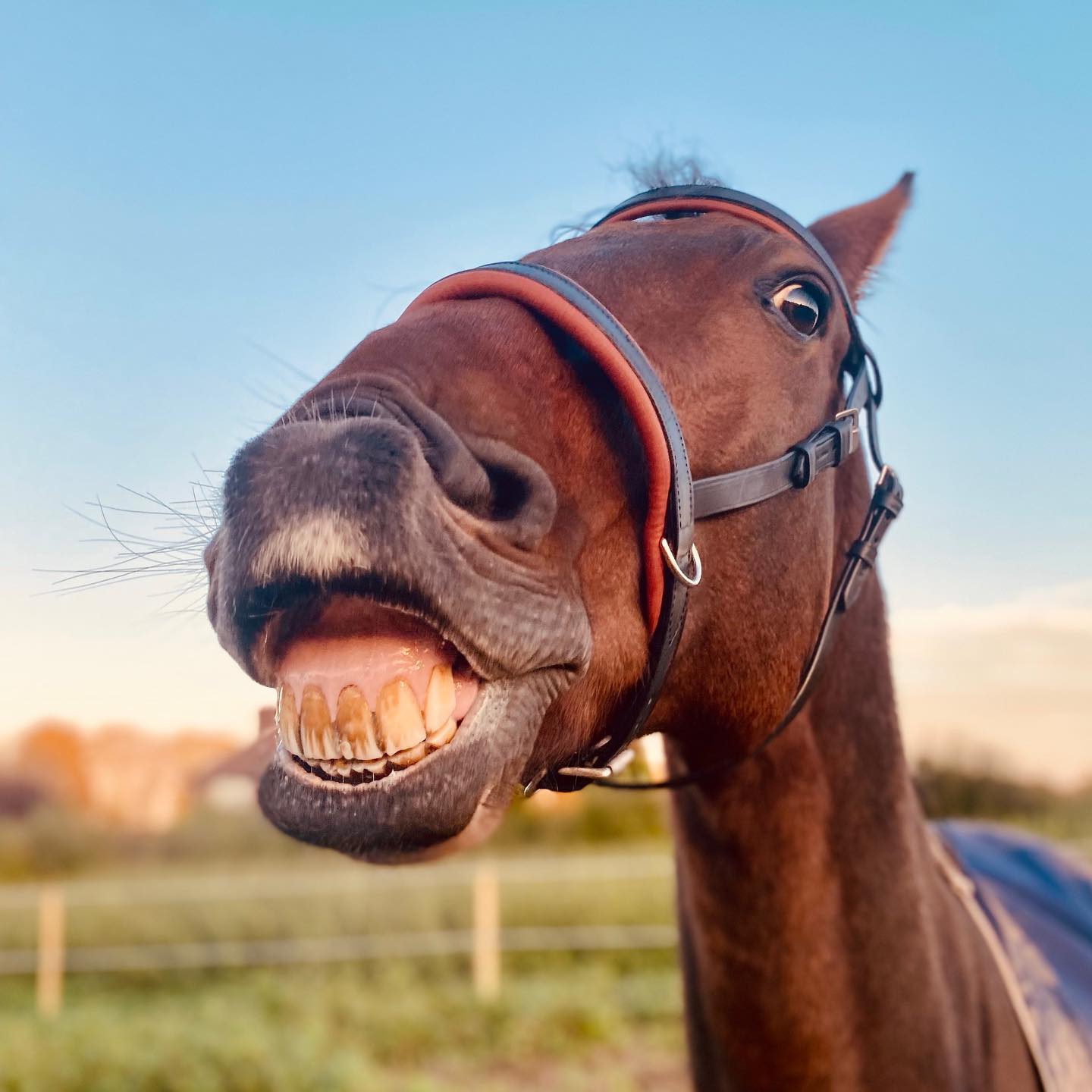Smiling ponies in Transcend bridles🥰
#transcendbitlessbridle #doublebitlessbridle #simplesidecue #bitless #freedom #connection #superiorquality #englishleather #equine #horse #pony #bespoke #naturalhorsemanship #equestrian #baroque #horseaddict #equality #tack #biothane #photography #glowup #natural #horsesofinstagram #showjumping #dressage