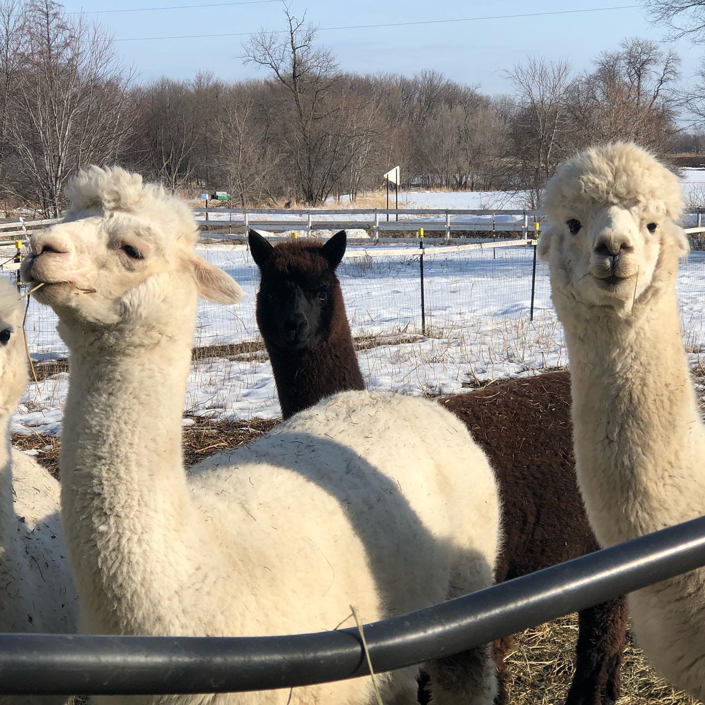 The alpaca are loving this sunshine! #alpaca #alpacamn #buffalomn #buffalofarmersmarket