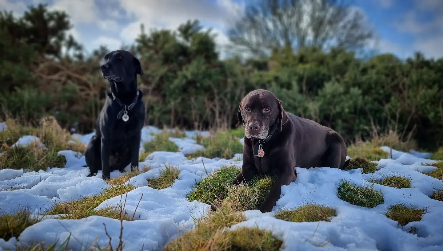 Laggan & Angus
#labradors #blacklab #chocolatelab #labrador #labradorable #labradorretriever #labradorsofinstagram #lab #brothers #dogsofinstagram #instalab #instadogs #dogphotography #scotland #dogsofinstaworld #dogstagram #dogs_of_instagram #dogsofig #instagramdogs #doglover #lovedogs #doglife #adventurewithdogs #dogs #dogwalking #pawsome #instadog #goodboy #dogsandpals #instagramdog