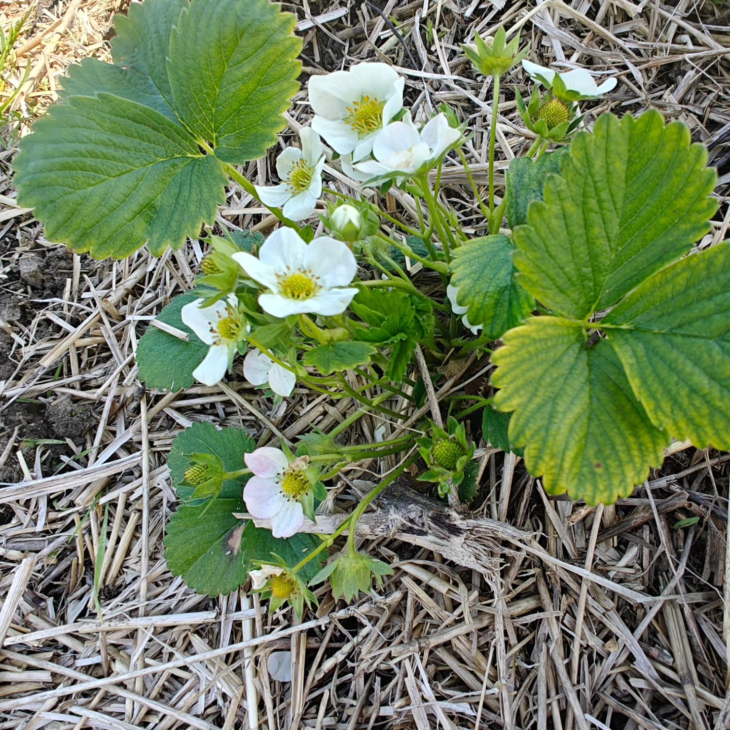 These babies need no introduction! Berries ๐ should be ready to pick in just a few weeks! Tag your favorite berry picker ๐ #michiganstrawberries #birchfieldfarms #summerfavorites #berrybabies #upickstrawberries