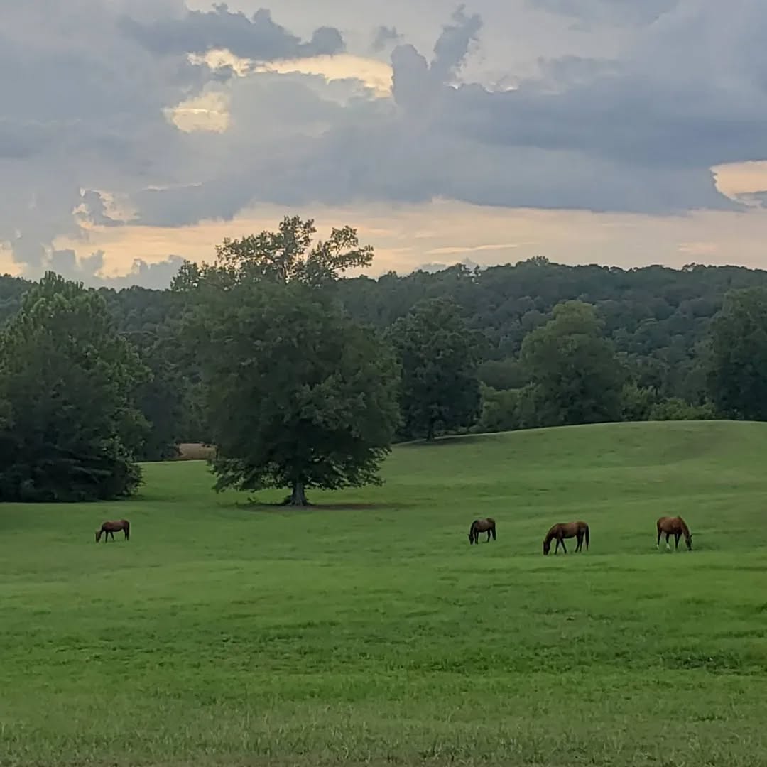 Peaceful place to ride your horse and enjoy the view. Just $10 per rider. #alabamahorses #trailriding #horseboarding #pastureboarding #stclairrecreation