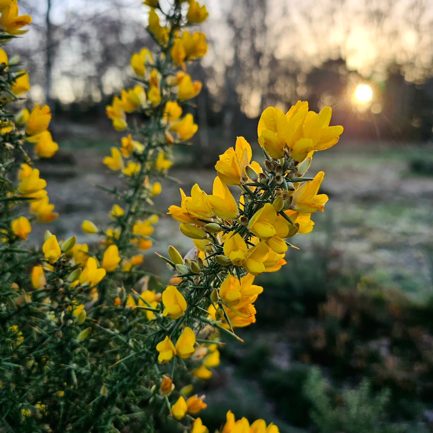 Mid winter, and the heath still burns with colour.
Gorse flowering against the stark cold, small butter yellow orbs of sunlight lit low to the ground, a timely reminder that life doesn’t wait for perfect conditions.
Folk law says when gorse is in bloom, kissing is in season, even in the depths of winter. Its coconut scented flowers once brewed into wines, stitched into fires for warmth, crushed for medicine and feed, a plant of usefulness as much as hope.
On the heath, with frost underfoot and light as thin as gauze, Gorse whispers the time old lesson, resilience is not loud, it simply keeps going 🌼
#gorse #winterwildflowers #midwinter #heathland #britishnature #folklore #naturepoetry #seasonalshifts #wildhope #natureandmind #noticeNature #bekindwatchbirds #bekindwatchnature