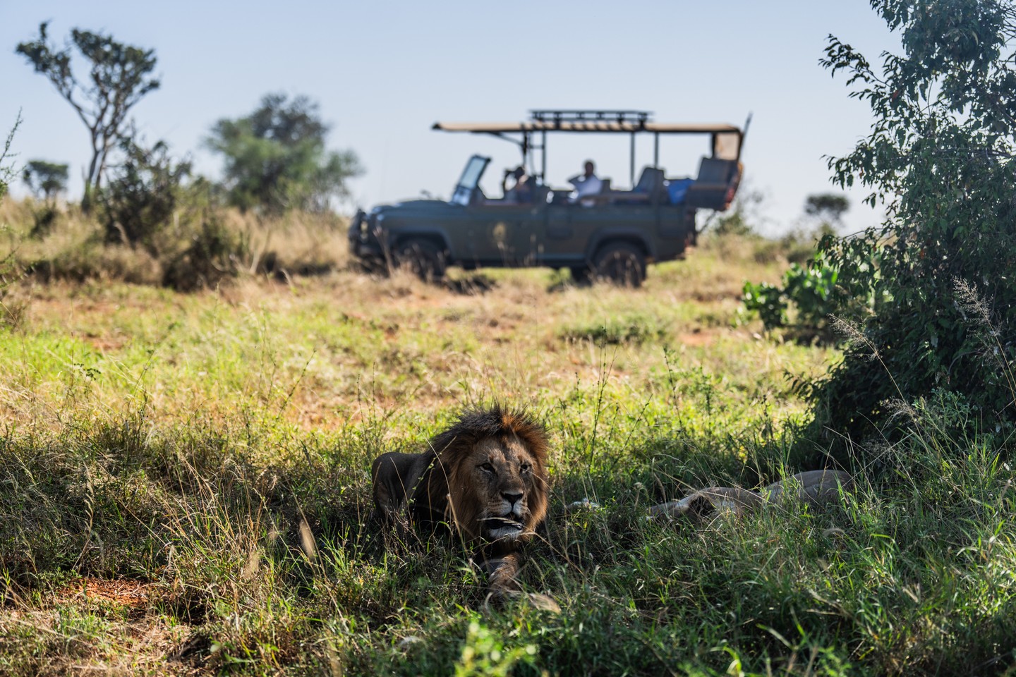 Come for the safari. Stay for the impact.
A stay at Loisaba offers far more than unforgettable wildlife encounters — from game drives and horse riding to sightings of rhino, lions, leopards and elephants. Hosted by our tourism partner, the @ElewanaCollection, every visit directly supports the landscape you’ve come to experience.
100% of the funds earned by Loisaba from tourism go straight back into conservation, research, and community outreach — funding rhino protection, wildlife monitoring, rangers on the ground, and programmes that support neighbouring communities.
When you stay at Loisaba, your holiday becomes part of a bigger story: protecting wildlife, sustaining livelihoods, and safeguarding this landscape for generations to come.
Book now – link in bio.
Photos: @JamieLucasPhotography & @Silverless
#SafariExperience #WildlifeConservation #SustainableTravel #CommunityImpact #EcoTourism #AdventureAwaits #NatureLovers #ResponsibleTravel #ExploreWildlife #SupportLocalCommunities