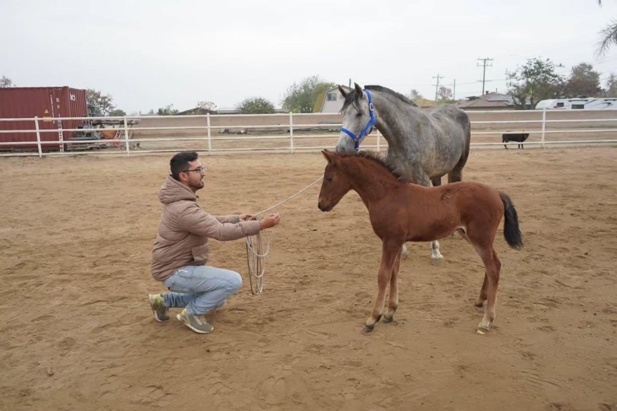 It was November on my dad's birthday when my family and I experienced a pleasant surprise.
Simpatica was giving birth! 😁😁😁
A healthy baby colt was born at White Stallion Hay & Ranch on my dad's birthday. Simpatica had given birth to Kennedy de Trujillo's foal, Celestial. 🍼🐴
Simpatica has been a great mother and Celestial is quickly growing.
Like this post if you'd like to see updates on Celestial. 🙂
#whitestallionhayandranch #foal #heartwarming #andalusianhorse